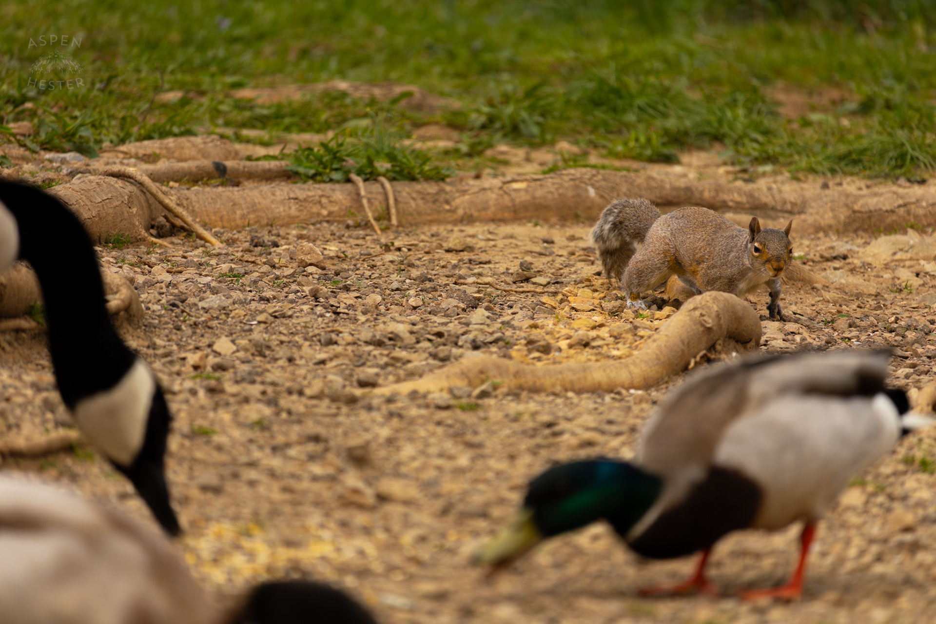A Squirrel Sneaks Towards Birds Eating Seed in Brown Park. April 14th, 2025/Aspen Hester