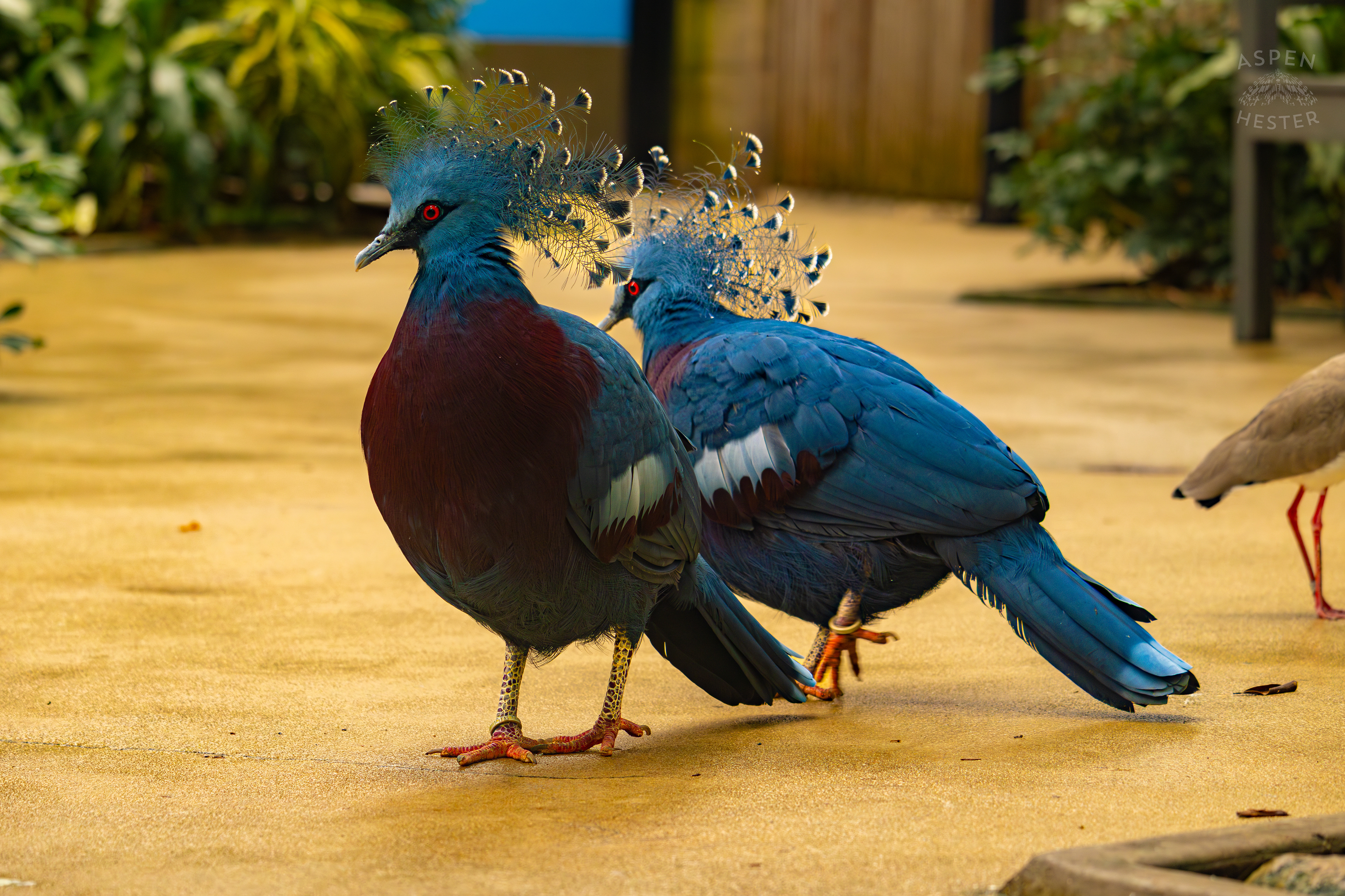 Two Victoria Crowned Pigeons Prance Around The Rainforest Inside The National Aviary in Pittsburgh Pennsylvania. February 26th, 2025/Aspen Hester