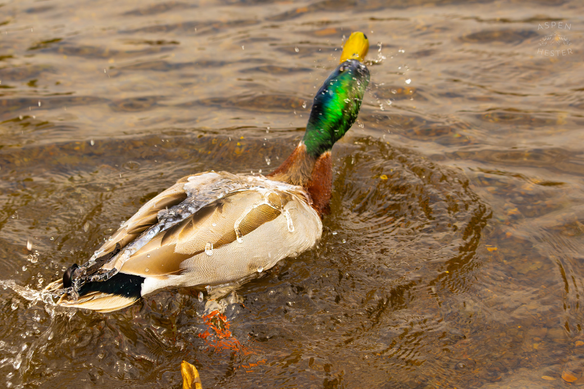 A Male Mallard Washes Himself in Middle Fork Beargrass Creek Where It Runs Through Brown Park. April 14th, 2025/Aspen Hester
