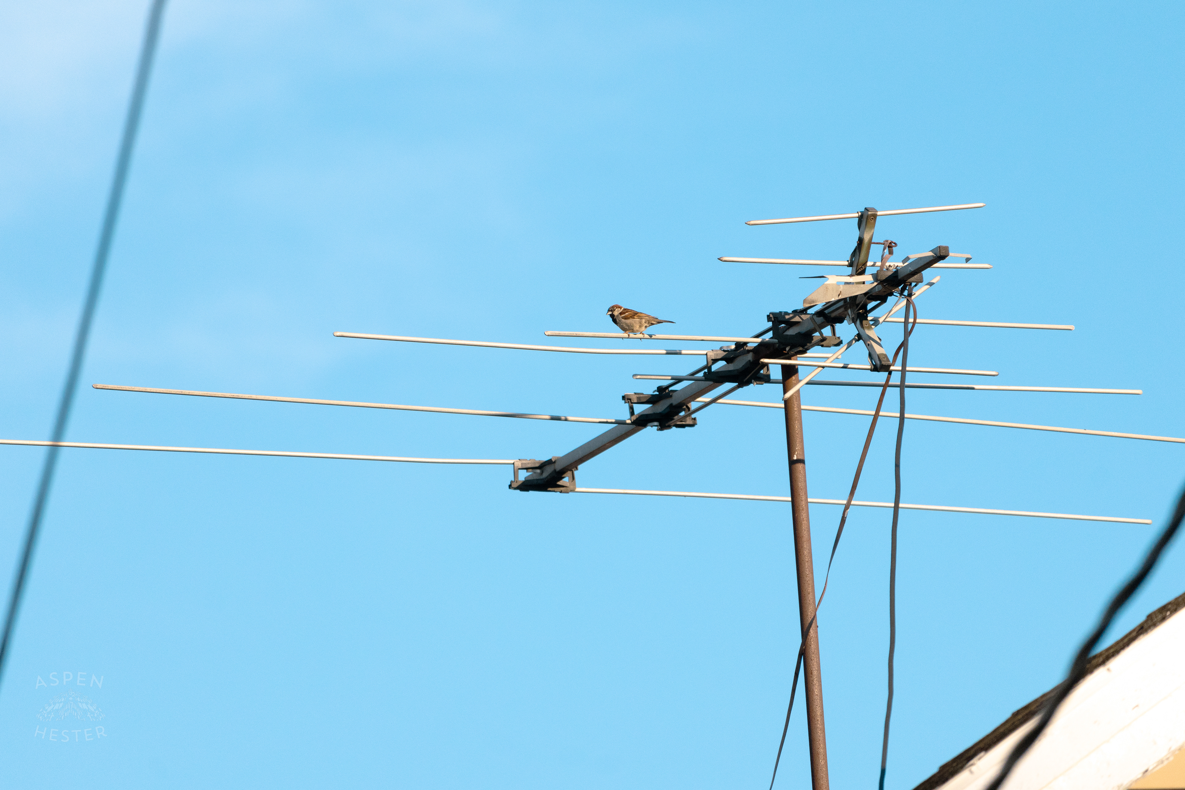 Bird Resting on A Satellite During Golden Hour on Preston Street. May 30th, 2024/Aspen Hester