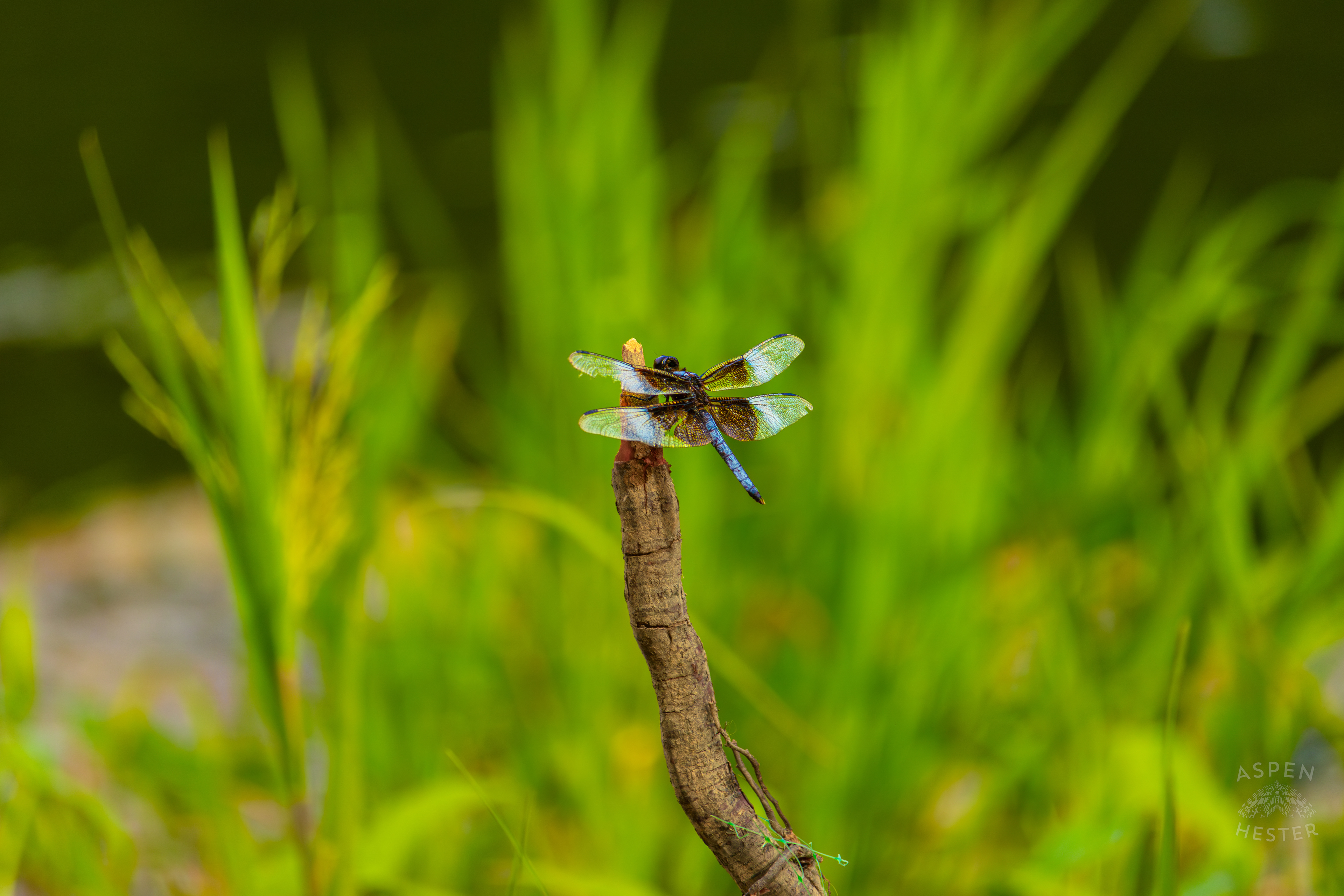 A Widow Skimmer Dragonfly Perches on a Branch on The Shore of Tom Wallace Lake Inside Jefferson Memorial Forest. September 3rd, 2024/Aspen Hester
