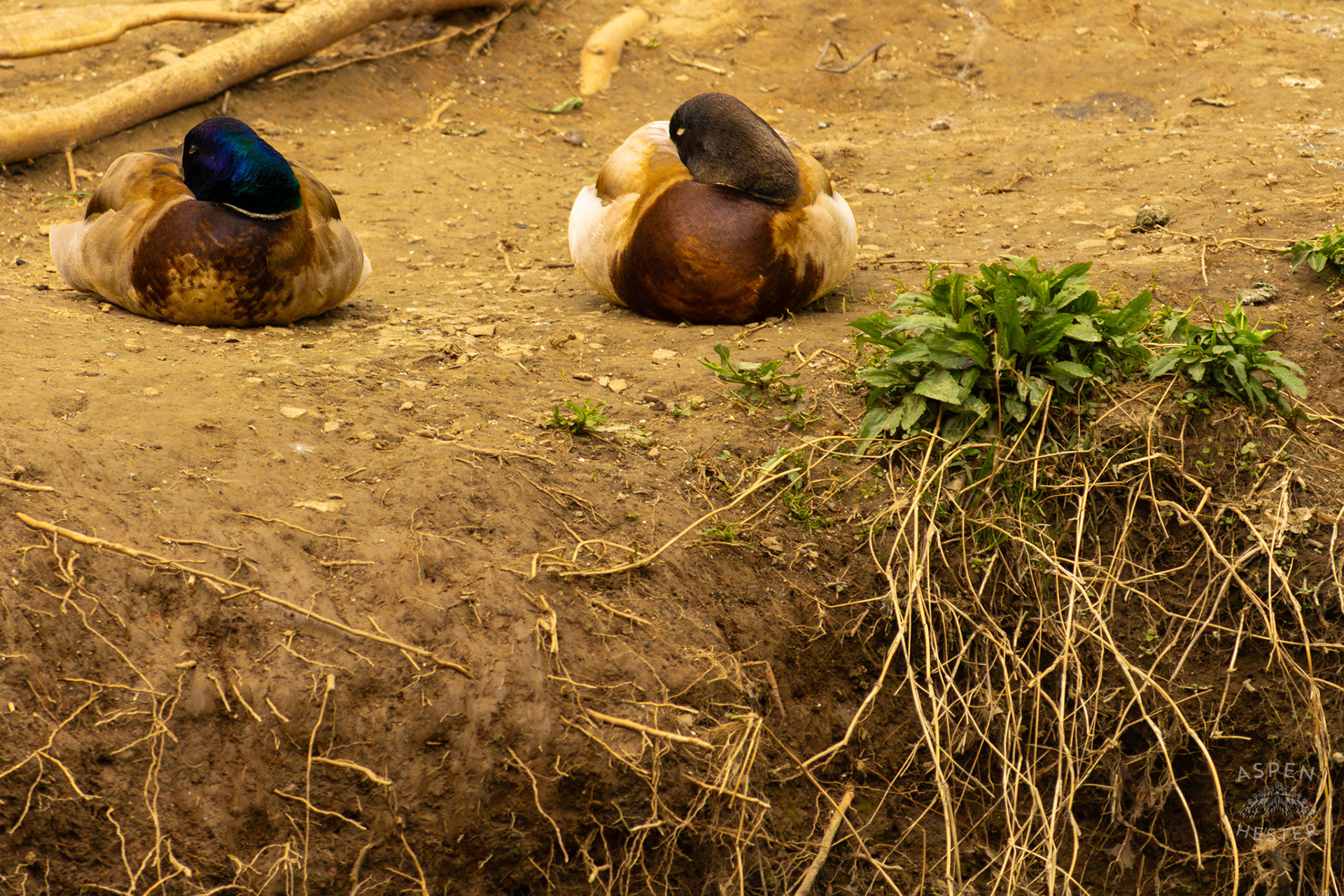 Two Male Mallards Sleep on The Banks of Middle Fork Beargrass Creek Where It Runs Through Brown Park. April 14th, 2025/Aspen Hester