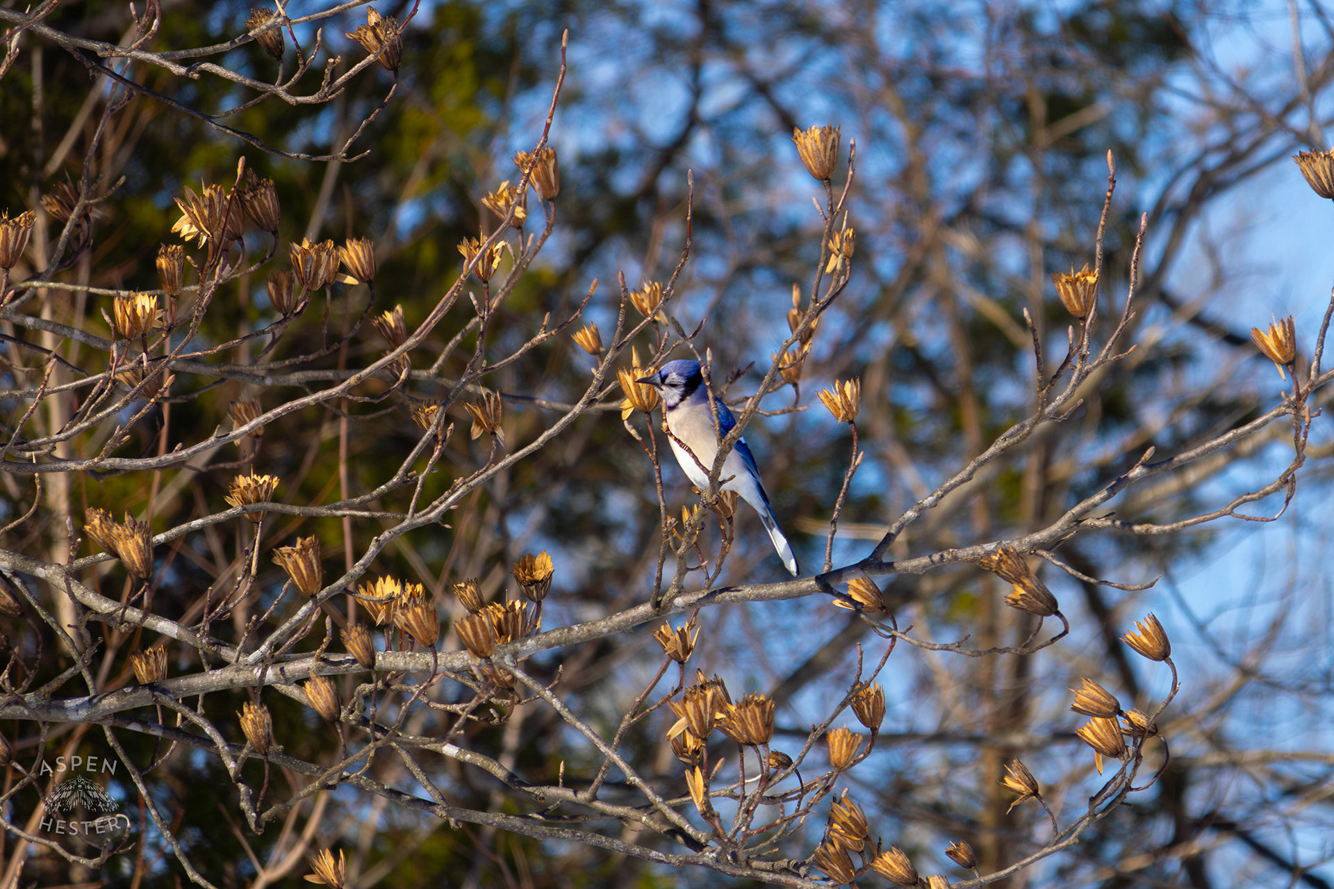A Blue Jay Sits in A Tulip Tree in The Snowy Landscape of my Backyard. January 13th, 2025/Aspen Hester