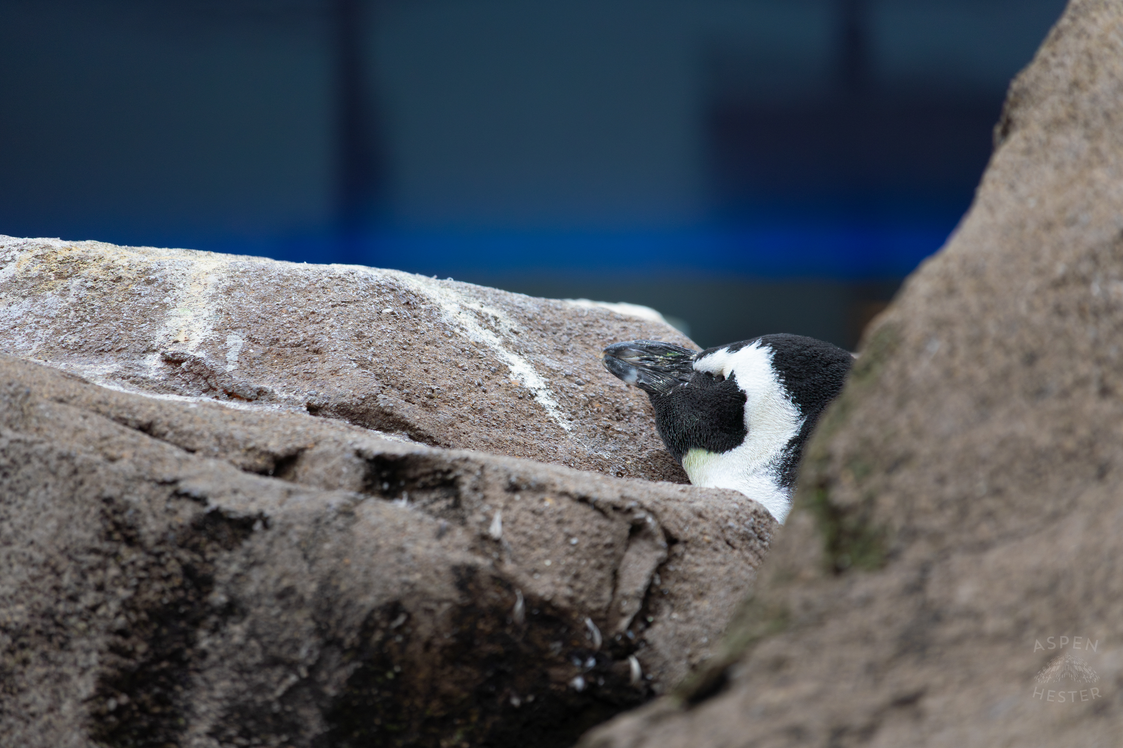 An African Penguin Resting on The Warm Rocks in Penguin Point Inside The National Aviary in Pittsburgh Pennsylvania. February 26th, 2025/Aspen Hester