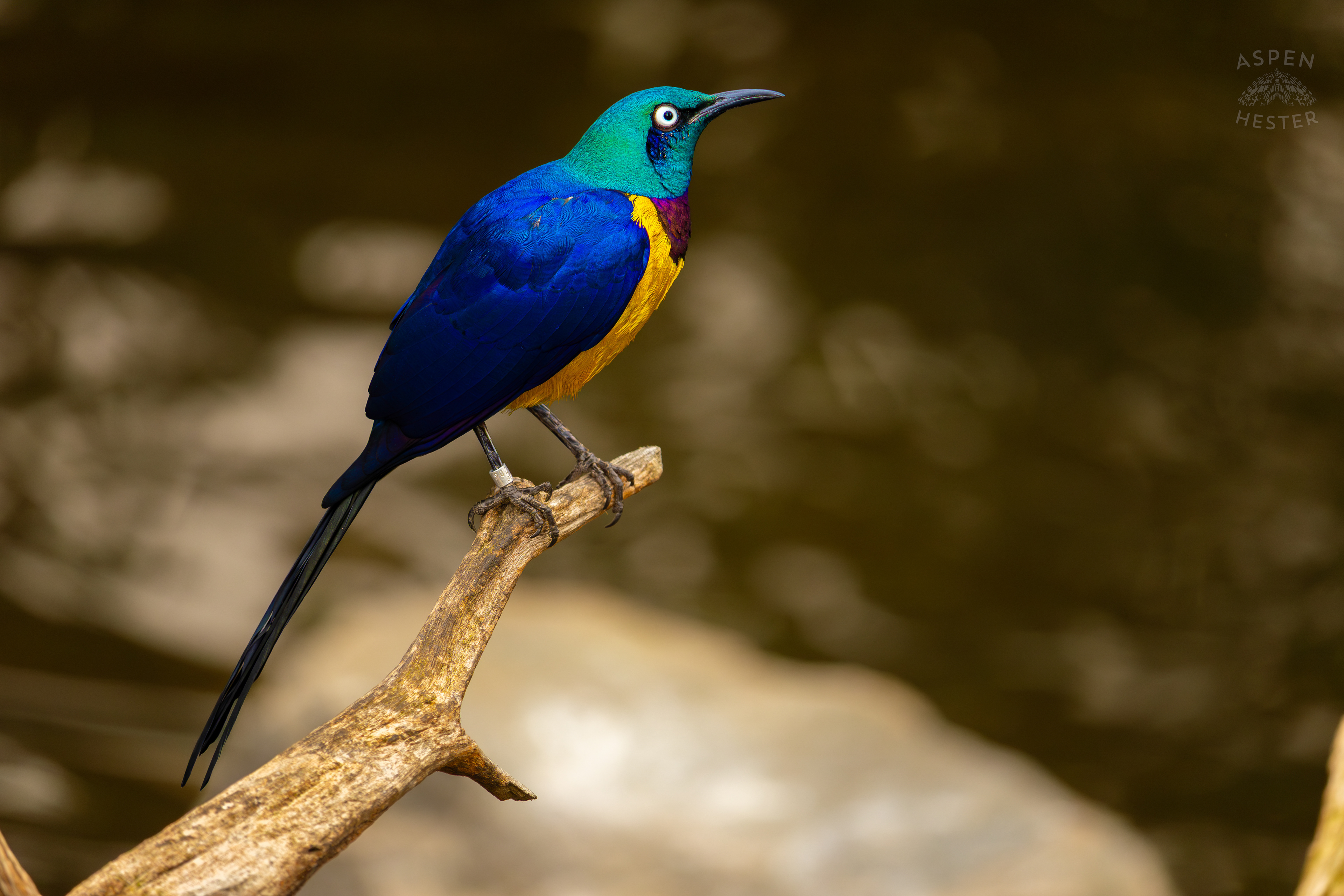 A Golden Breasted Starling On A Branch In The Wetlands Inside The National Aviary in Pittsburgh Pennsylvania. February 26th, 2025/Aspen Hester