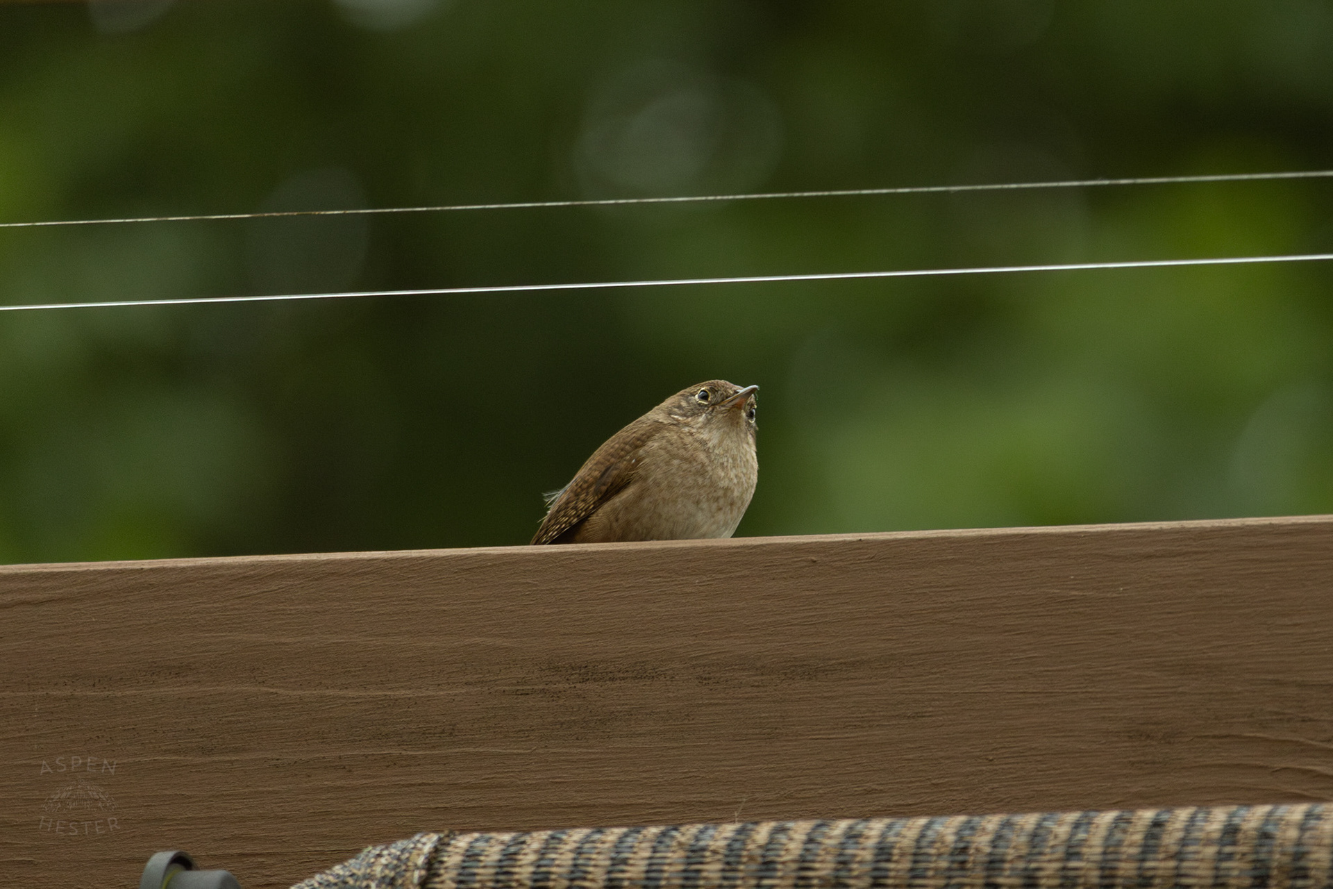 One of A Pair of Northern House Wrens Living in My Bird House. May 27th, 2025/Aspen Hester