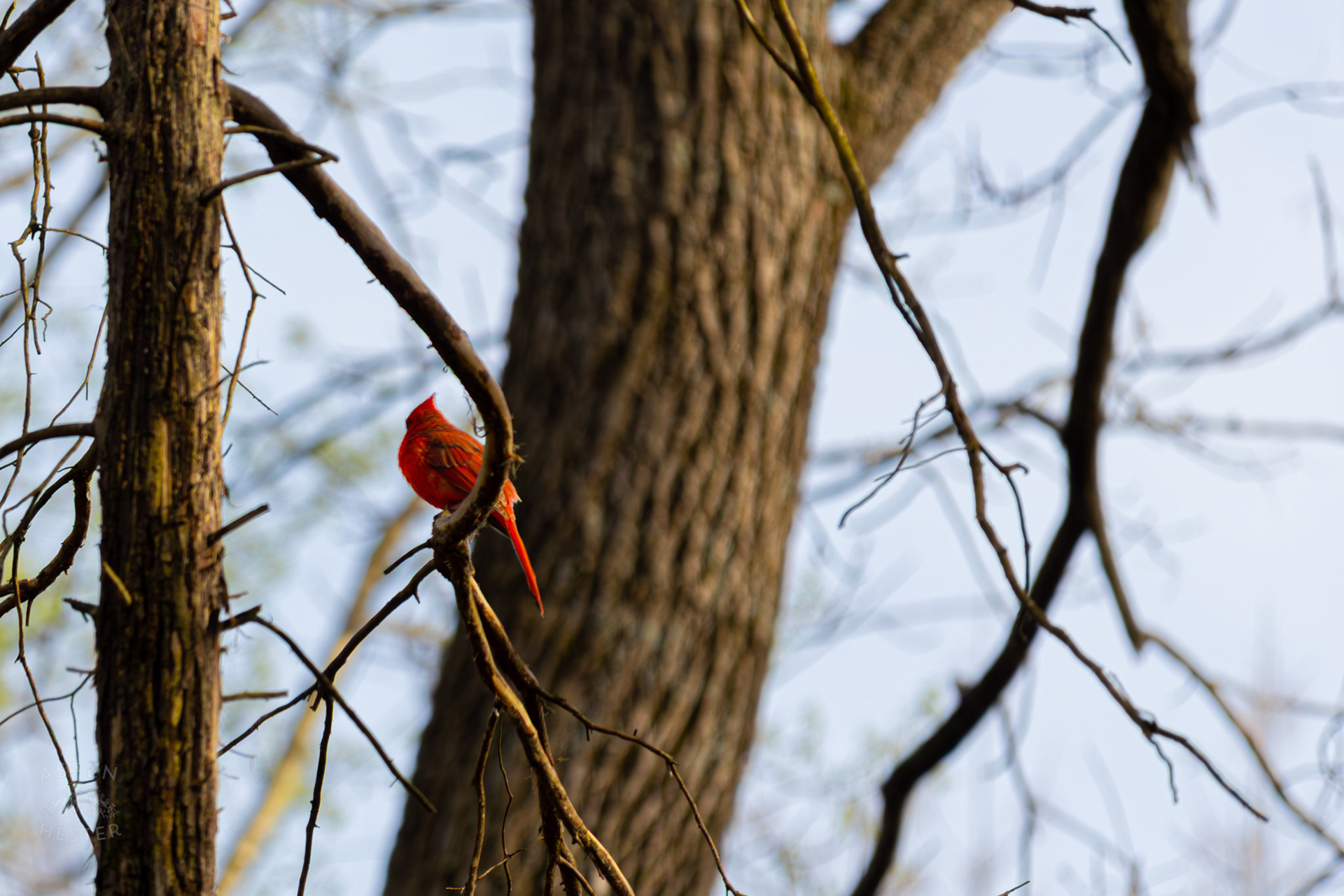 A Male Cardinal Perches on A Branch in My Neighbor's Yard. March 29th, 2026/Aspen Hester