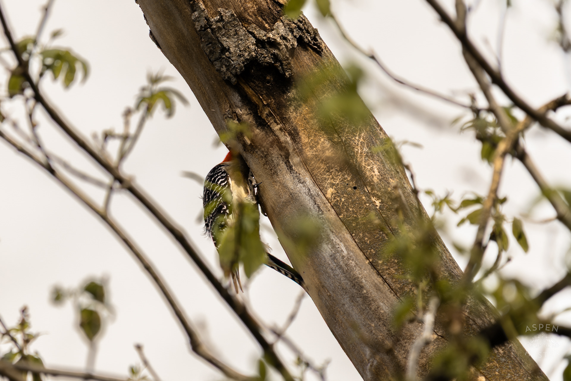 A Red-Bellied Woodpecker Forages in A Tree Above Water Amid The Historic Flooding in Utica Indiana. April 9th, 2025/Aspen Hester