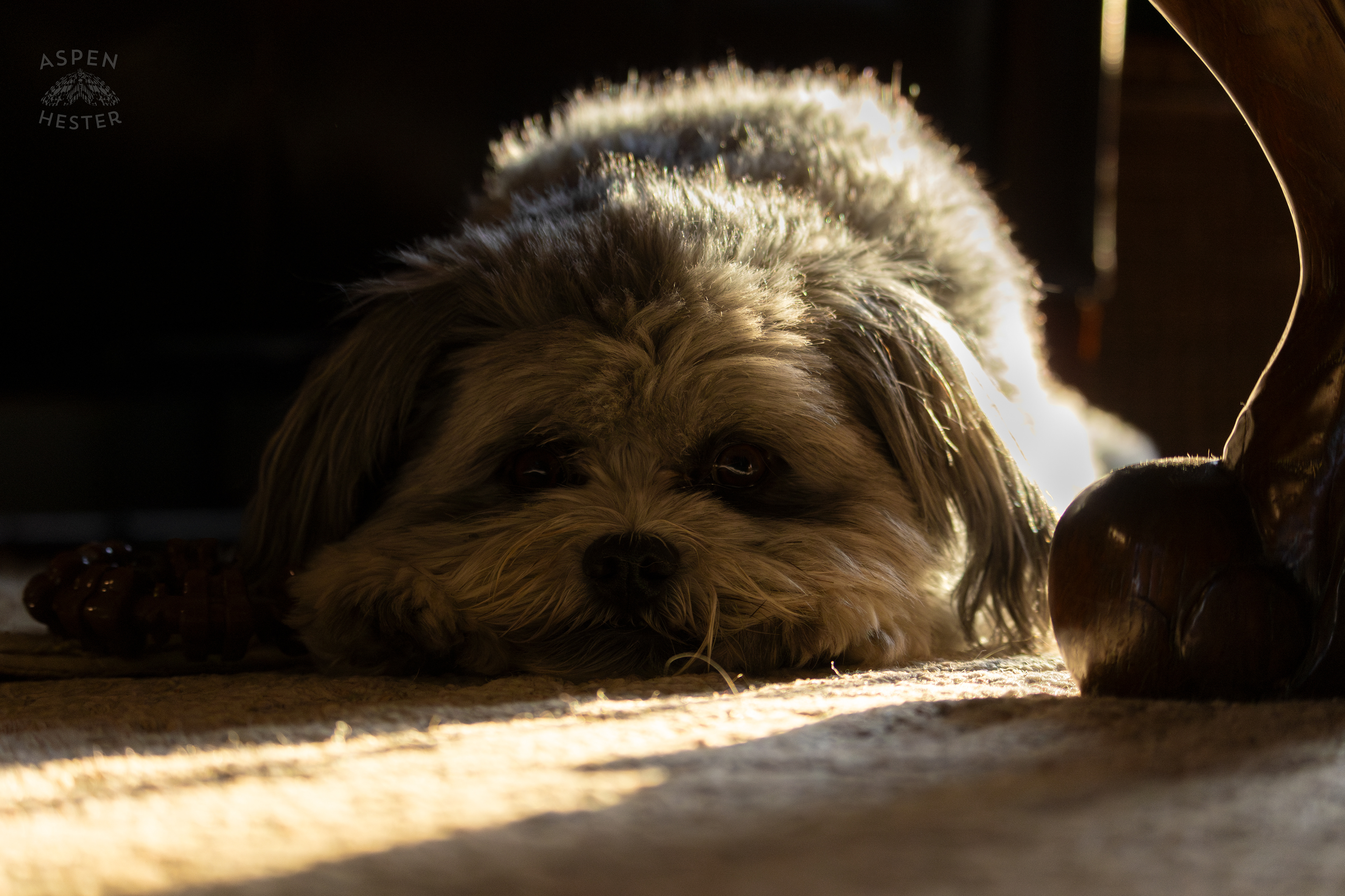 My Girl Mabel Resting In The Sun. November 11th, 2024/Aspen Hester