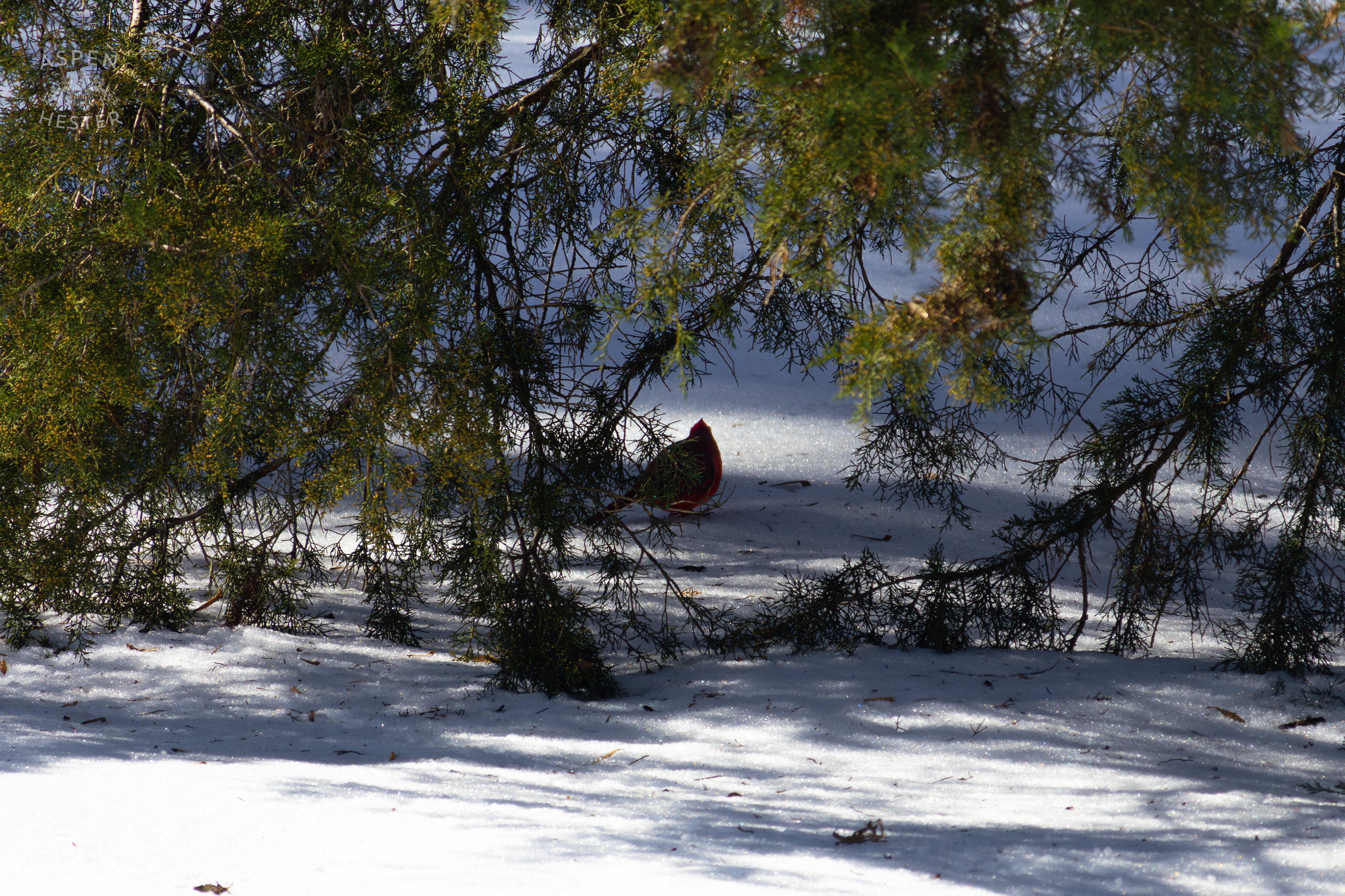 A Male Cardinal Rests on The Snowy Ground Underneath The Shade of An Ash Tree in my Backyard. January 13th, 2025/Aspen Hester