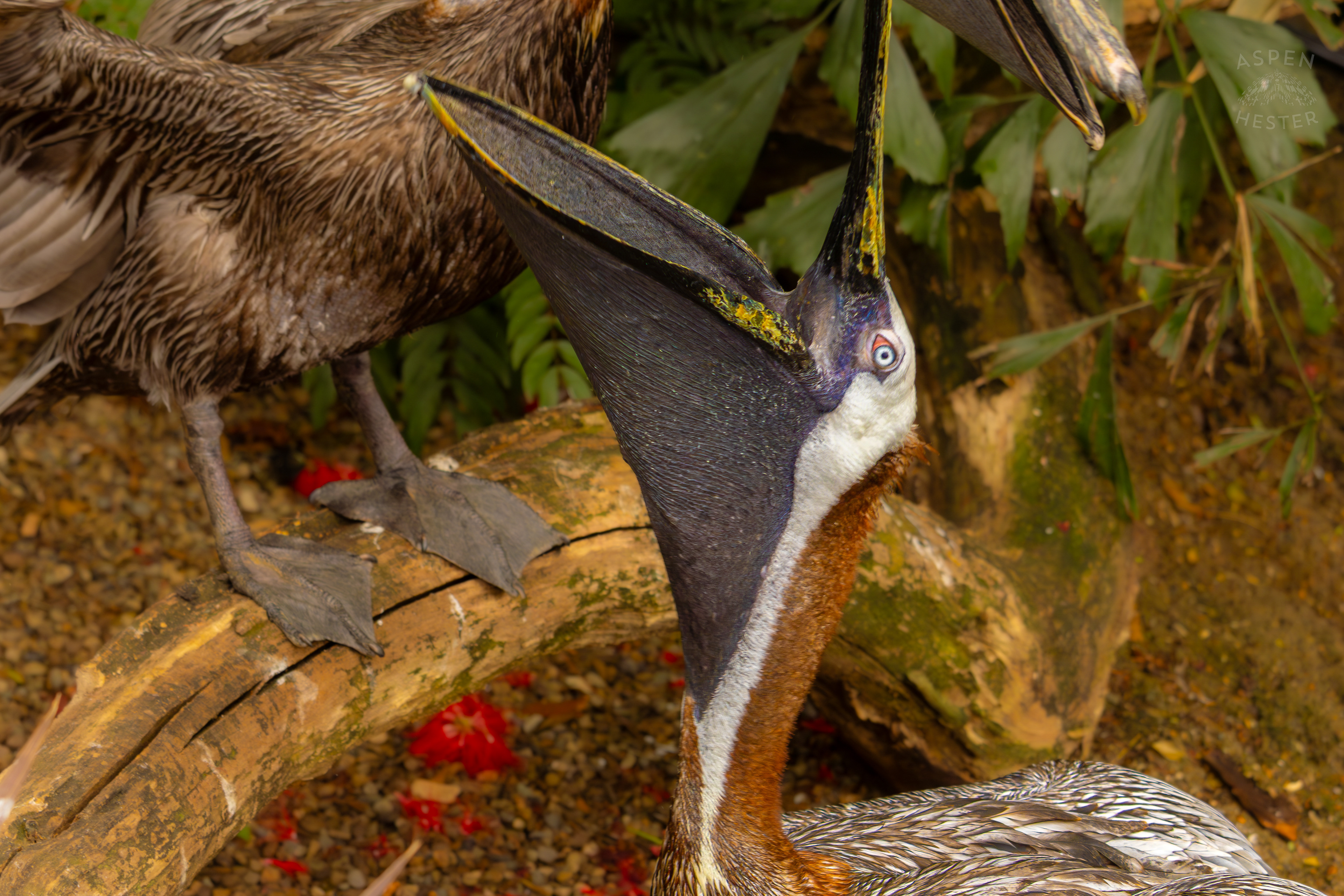 A Brown Pelican Opens Its Mouth on The Banks of The Water Inside The National Aviary in Pittsburgh Pennsylvania. February 26th, 2025/Aspen Hester