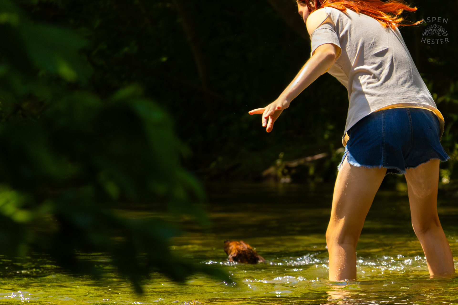 Dachshund Struggles to Swim in the High Waters of Middle Fork Beargrass Creek in Cherokee Park. May 28th, 2024/Aspen Hester