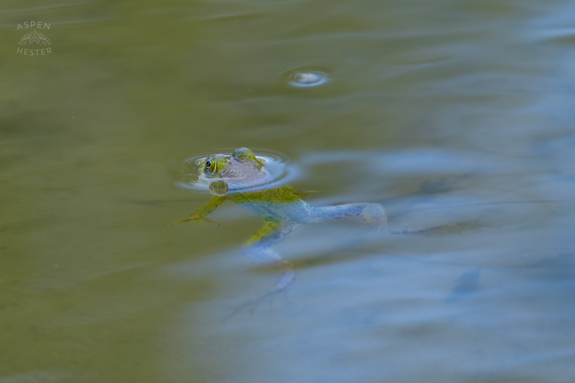A Frog in The Chickasaw Park Pond. August 25th, 2024/Aspen Hester