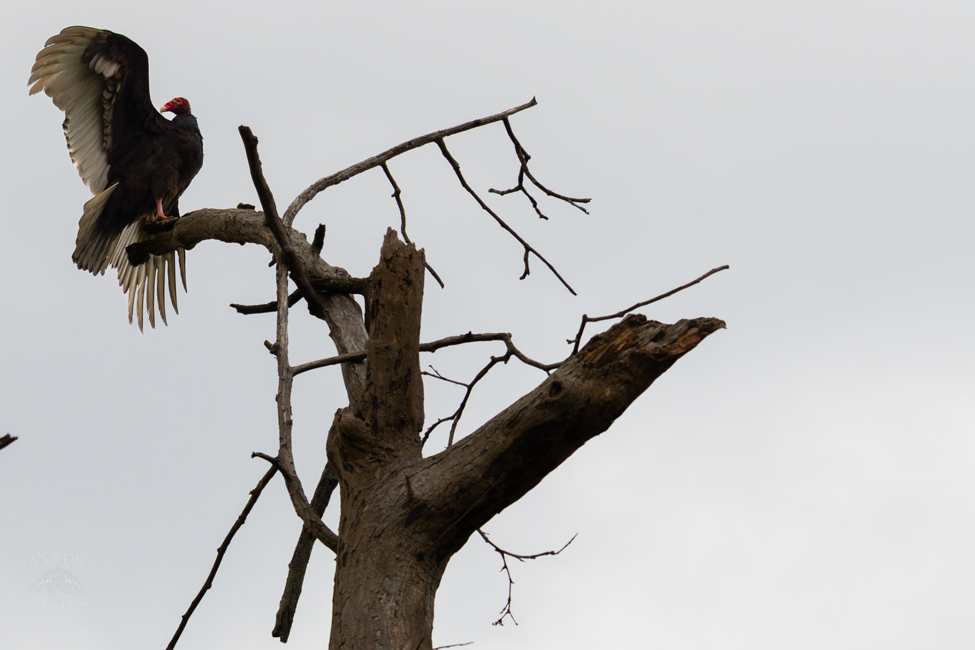 A Large Turkey Vulture Mantles Its Wings High Atop of A Tree in Brown Park. April 14th, 2025/Aspen Hester