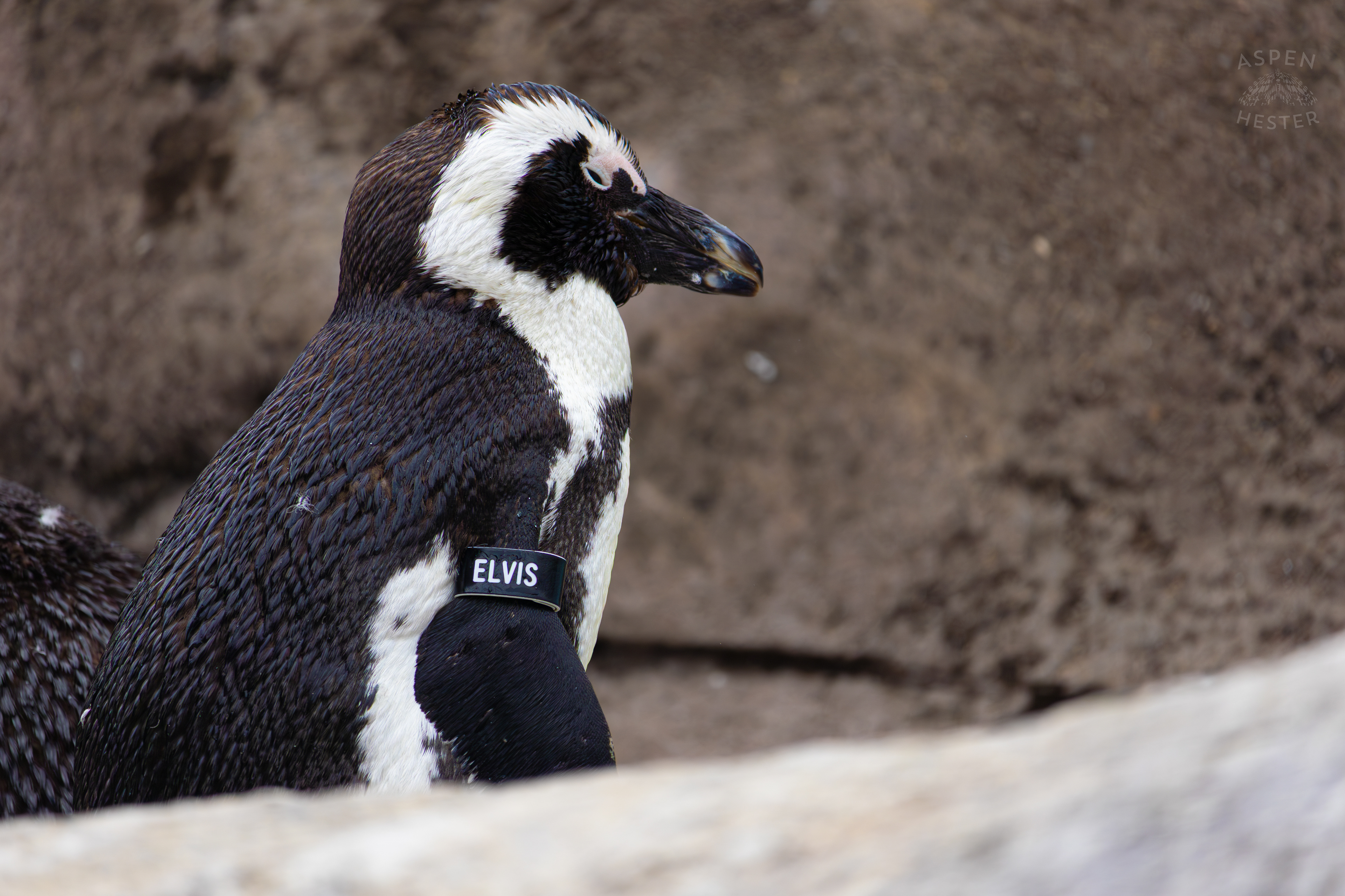 An African Penguin Named Elvis Chilling in Penguin Point Inside The National Aviary in Pittsburgh Pennsylvania. February 26th, 2025/Aspen Hester