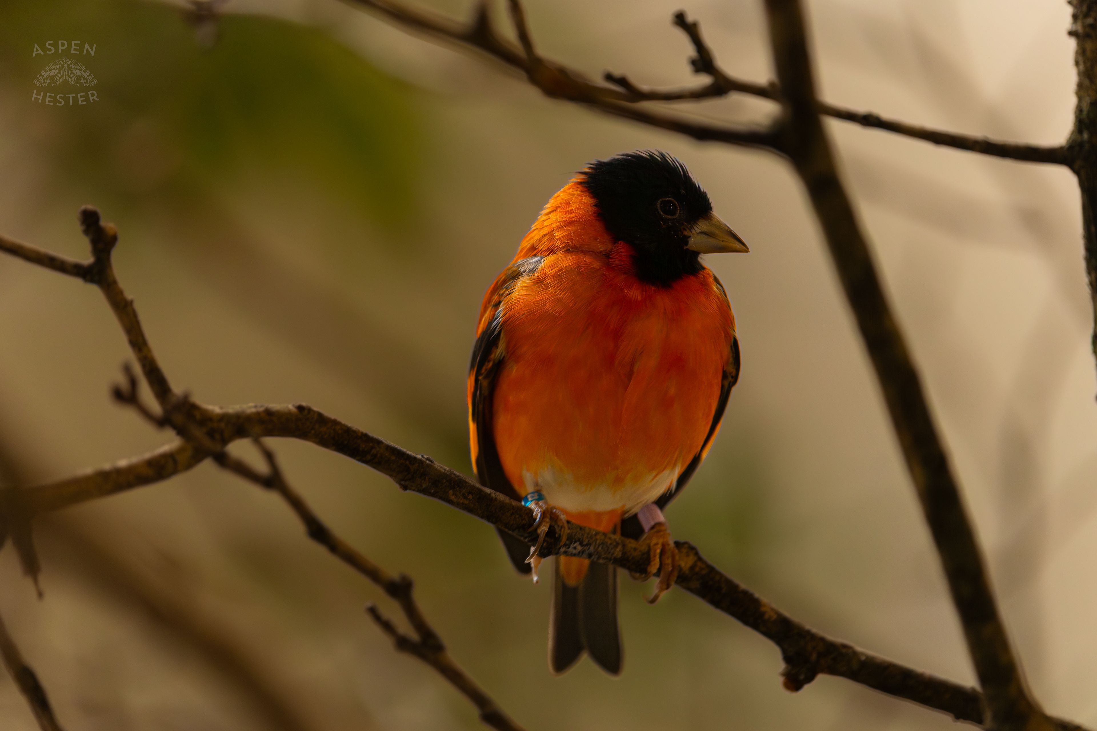A Red Siskin Perches on A Branch in The Grasslands Inside The National Aviary in Pittsburgh Pennsylvania. February 26th, 2025/Aspen Hester