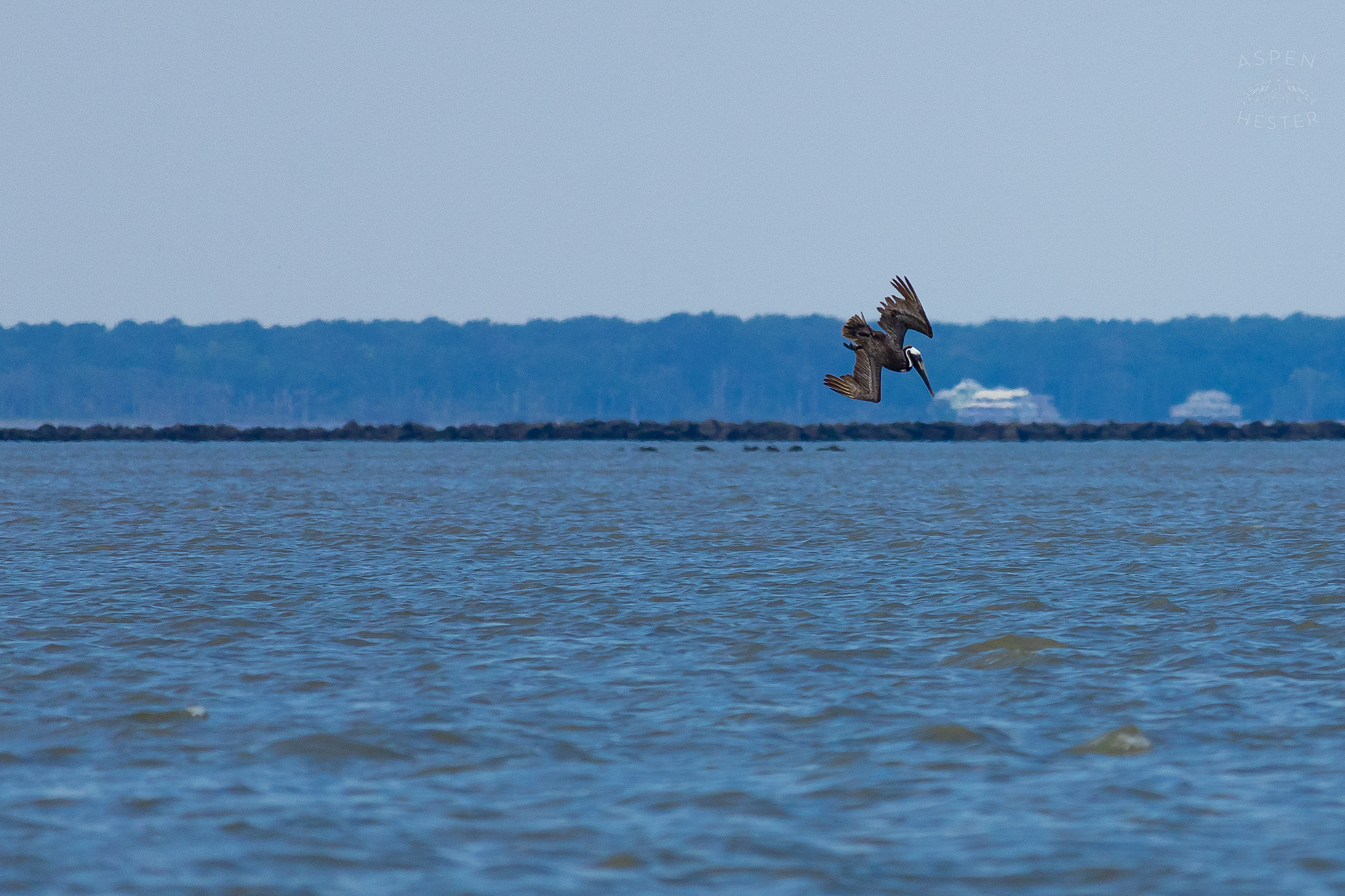Sea Bird Diving Into The Water of Tybee Island Georgia. June 24th, 2024/Aspen Hester