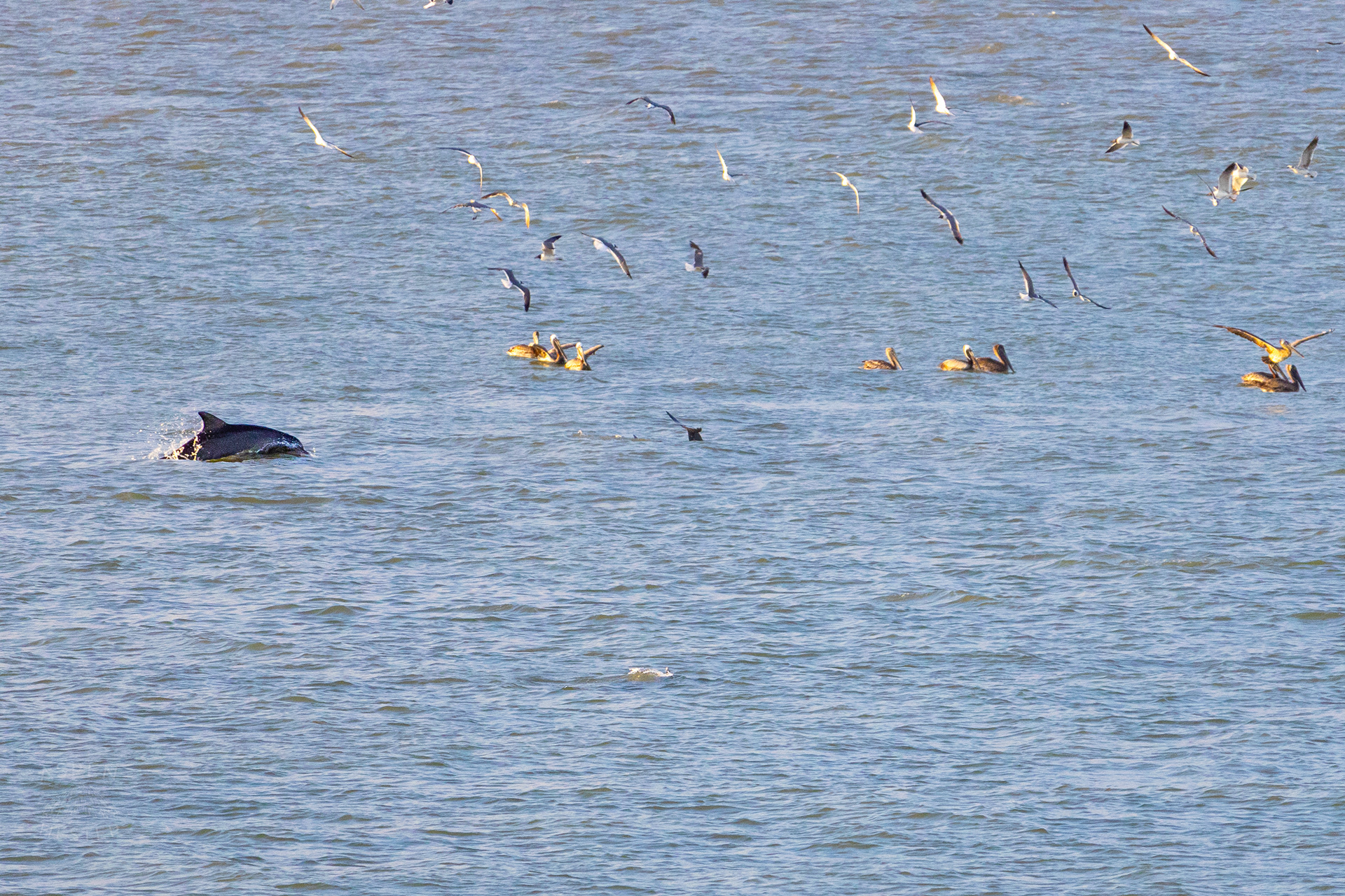 Bottlenosed Atlantic Dolphins Splash Off The Coast of Tybee Island Georgia. June 23rd, 2024/Aspen Hester