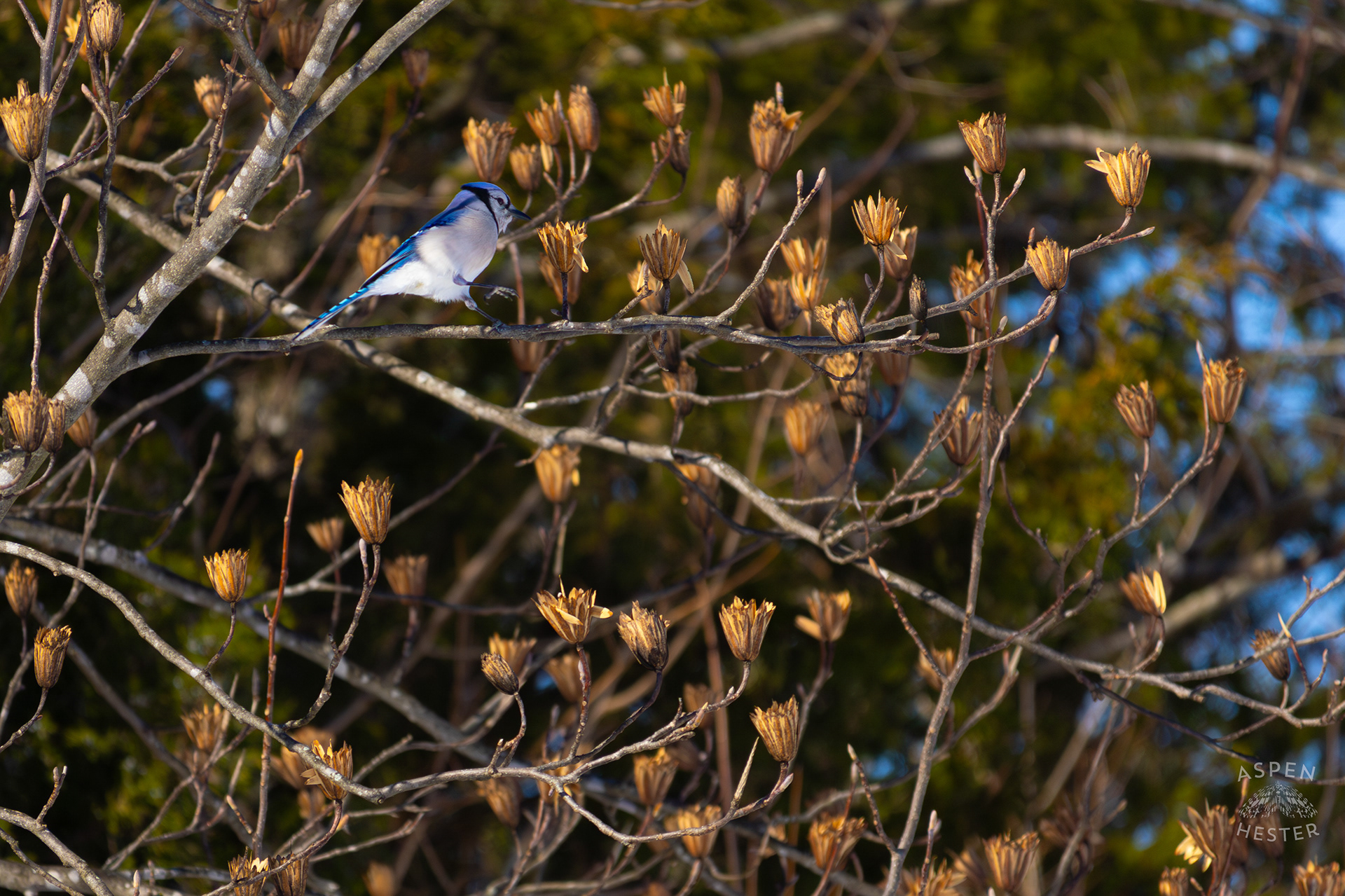 A Blue Jay Hops to A New Branch in A Tulip Tree in The Snowy Landscape of my Backyard. January 13th, 2025/Aspen Hester