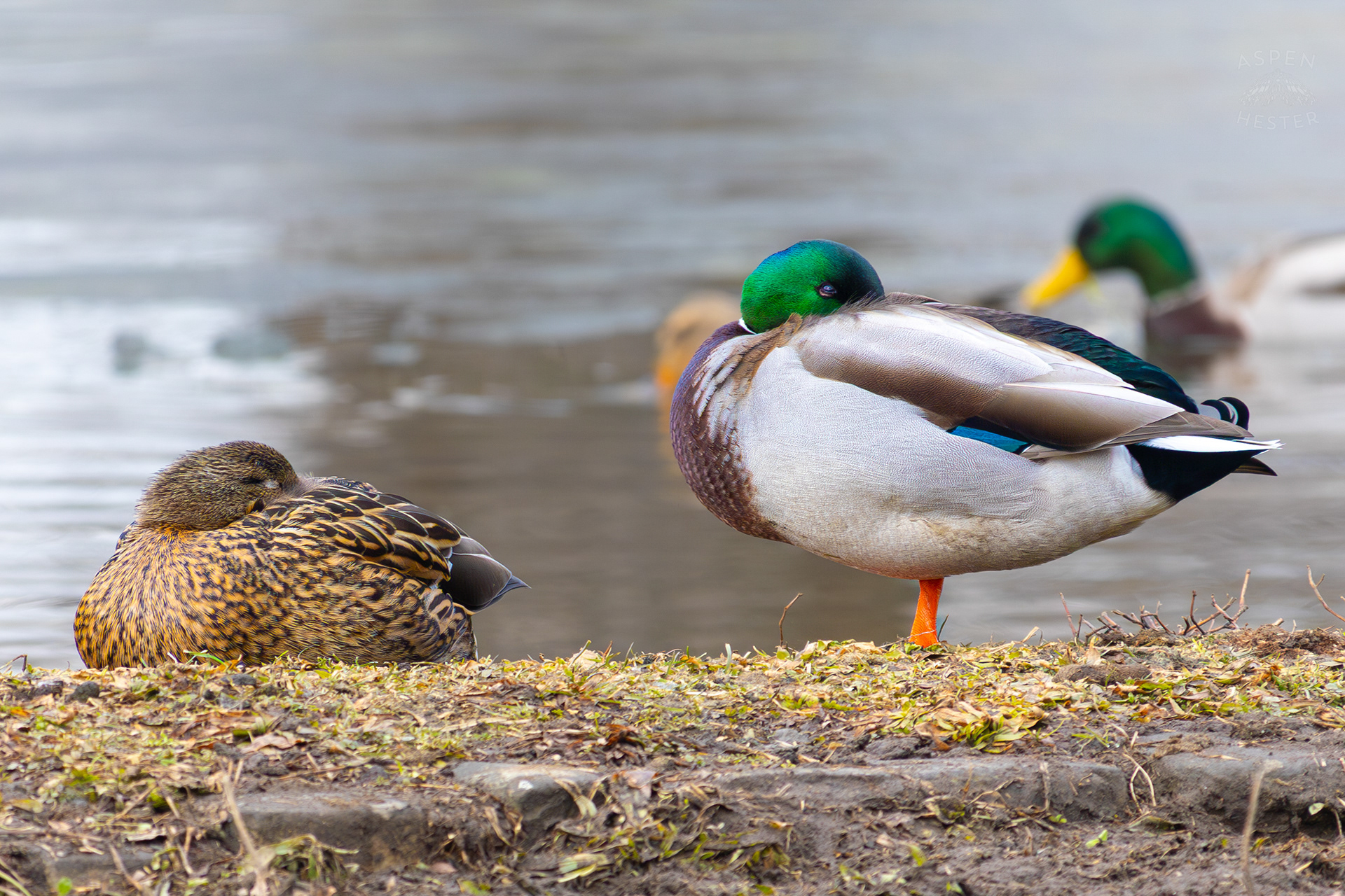 Mallard Ducks Relax on The Shore of Lake Elizabeth Outside The National Aviary in Pittsburgh Pennsylvania. February 26th, 2025/Aspen Hester