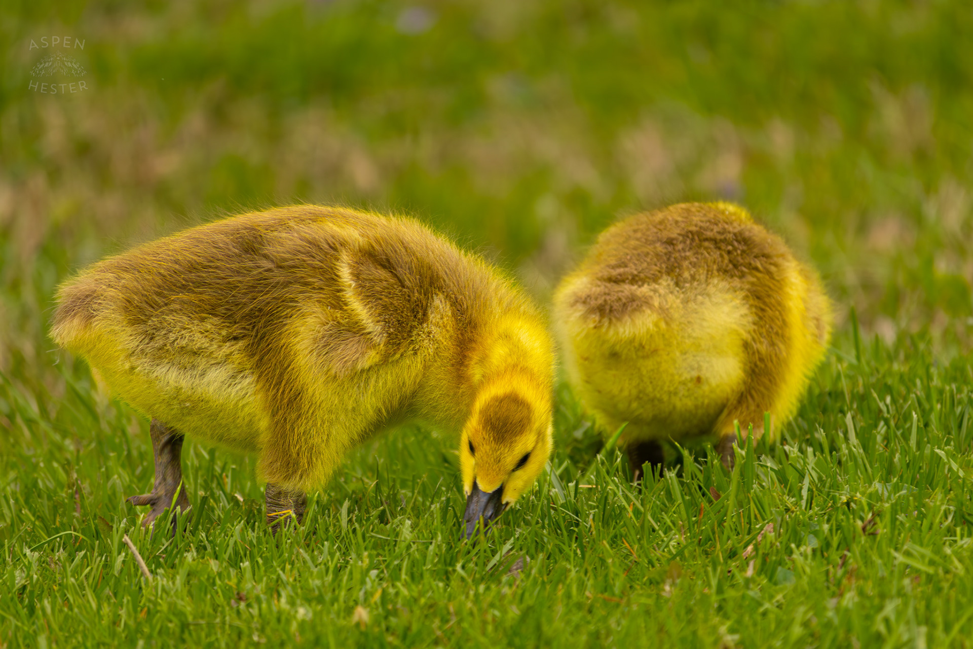 Two Goslings Graze Through Brown Park. April 14th, 2025/Aspen Hester