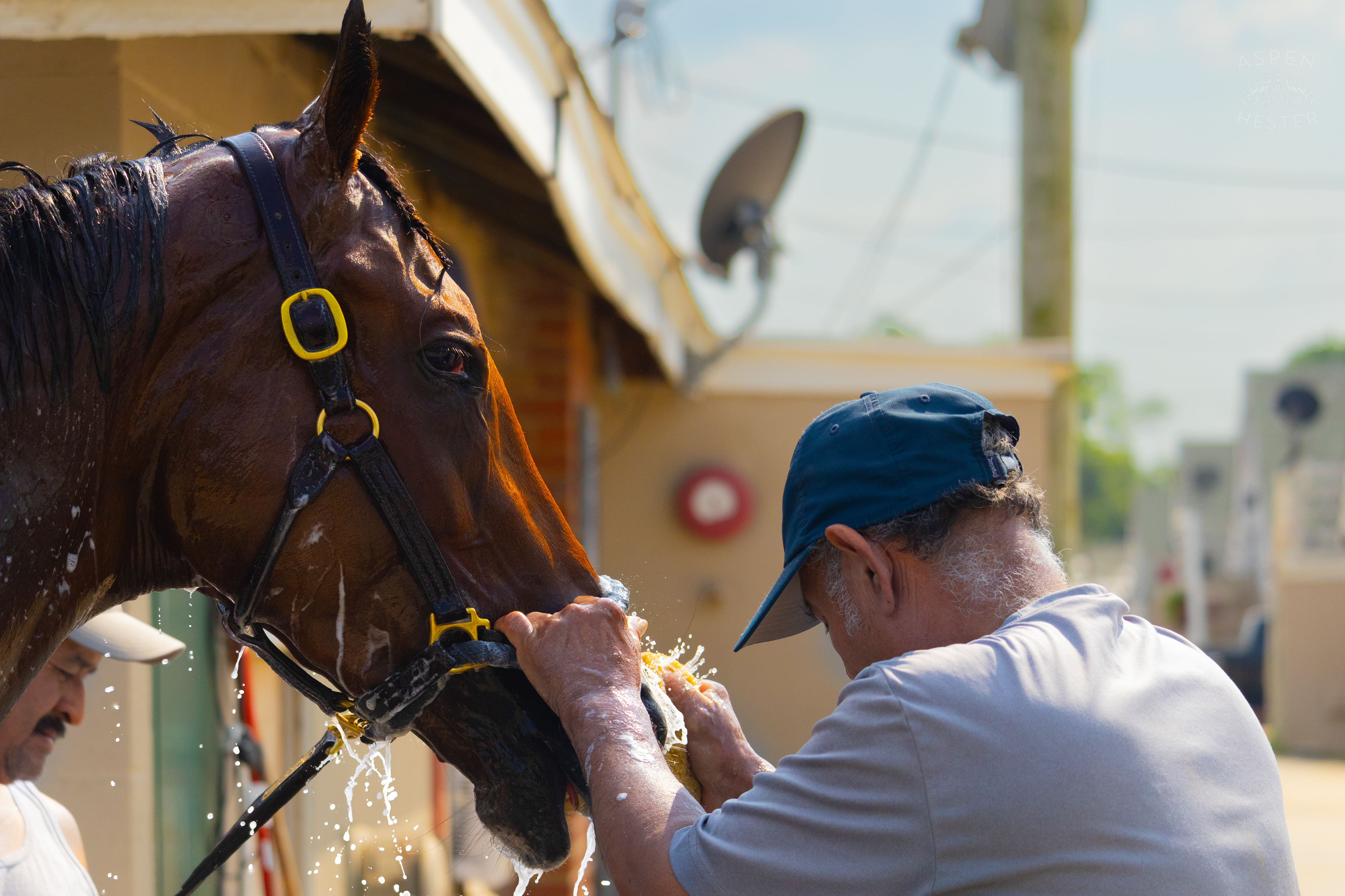 Bath Time for Horse Pharoah’s Wine. June 21st, 2024/Aspen Hester