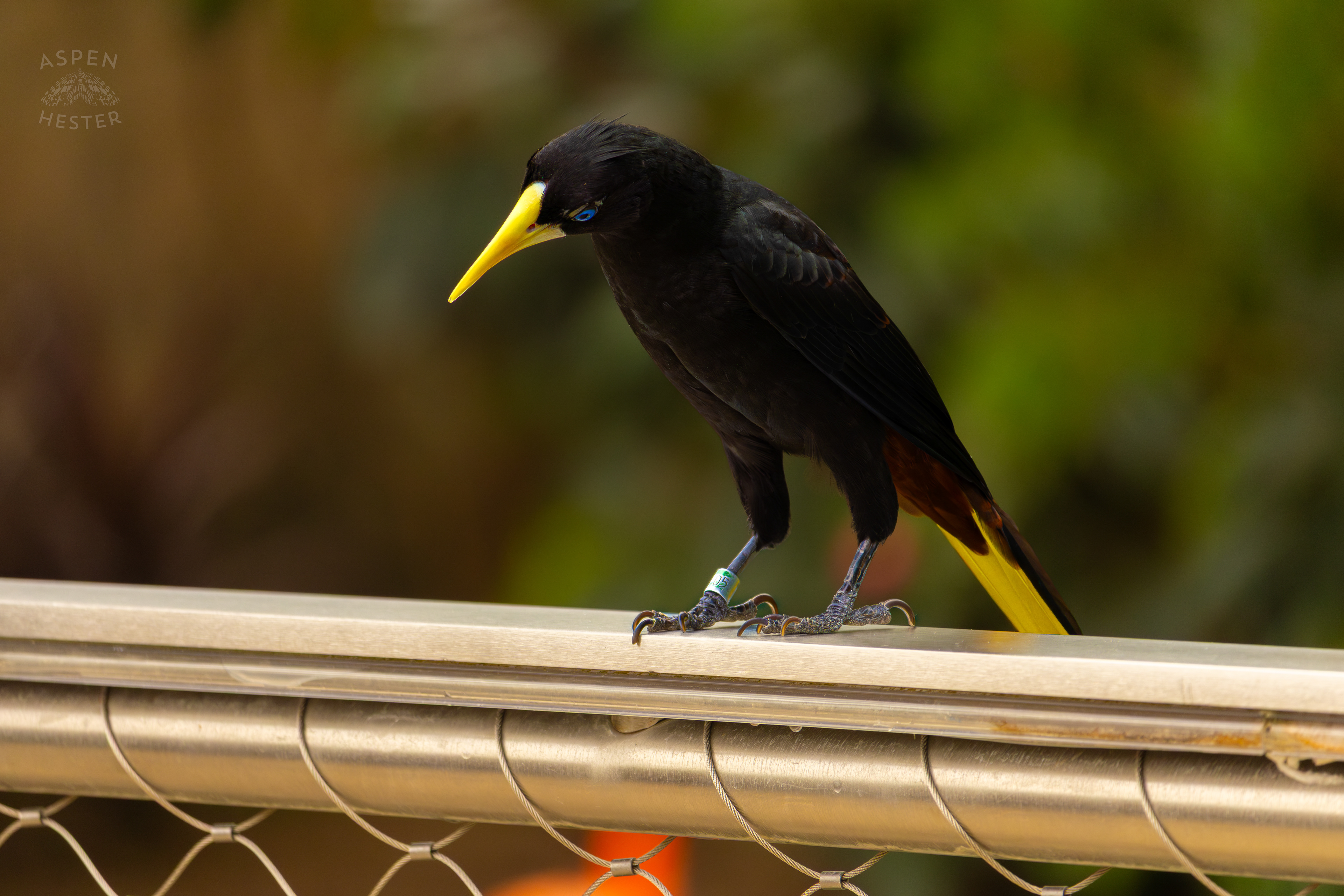 A Crested Oropendola Hangs Out On The Railing In The Wetlands Inside The National Aviary in Pittsburgh Pennsylvania. February 26th, 2025/Aspen Hester