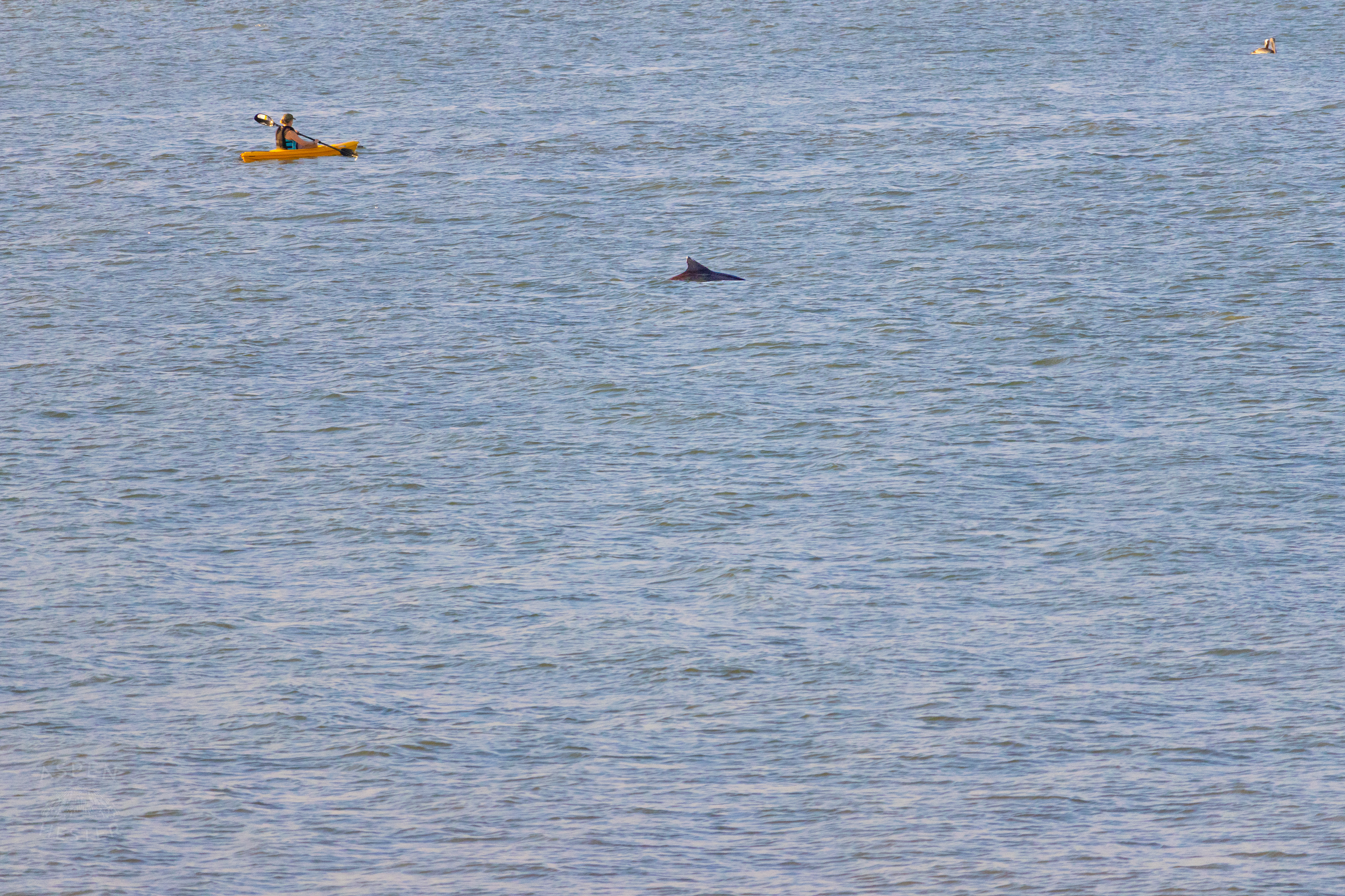 Bottlenosed Atlantic Dolphin Splashes Off The Coast of Tybee Island Georgia Near A Kayaker. June 23rd, 2024/Aspen Hester