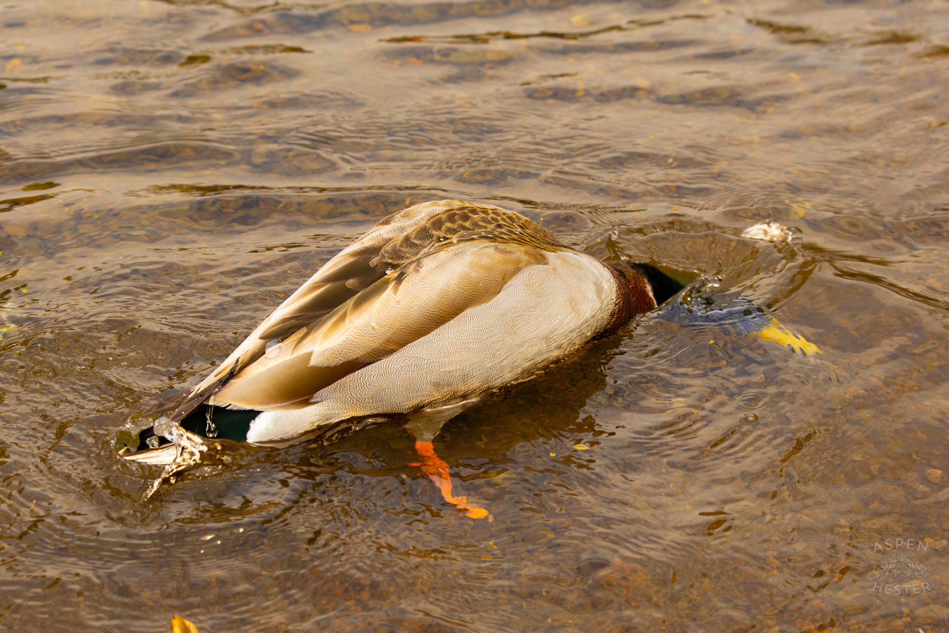 A Male Mallard Washes Himself in Middle Fork Beargrass Creek Where It Runs Through Brown Park. April 14th, 2025/Aspen Hester