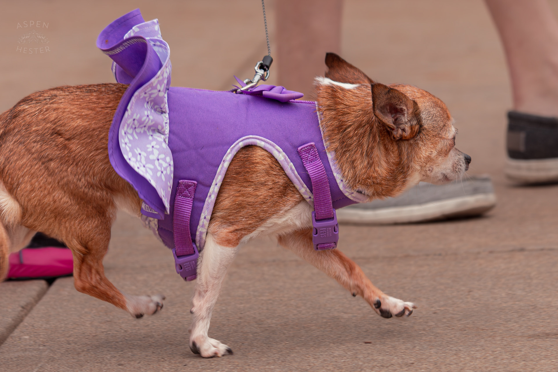 A Chihuahua Wearing A Purple Dress Prances Down The Sidewalk at Westport Village’s 5th Annual Puppy Palooza. April 19th, 2025/Aspen Hester