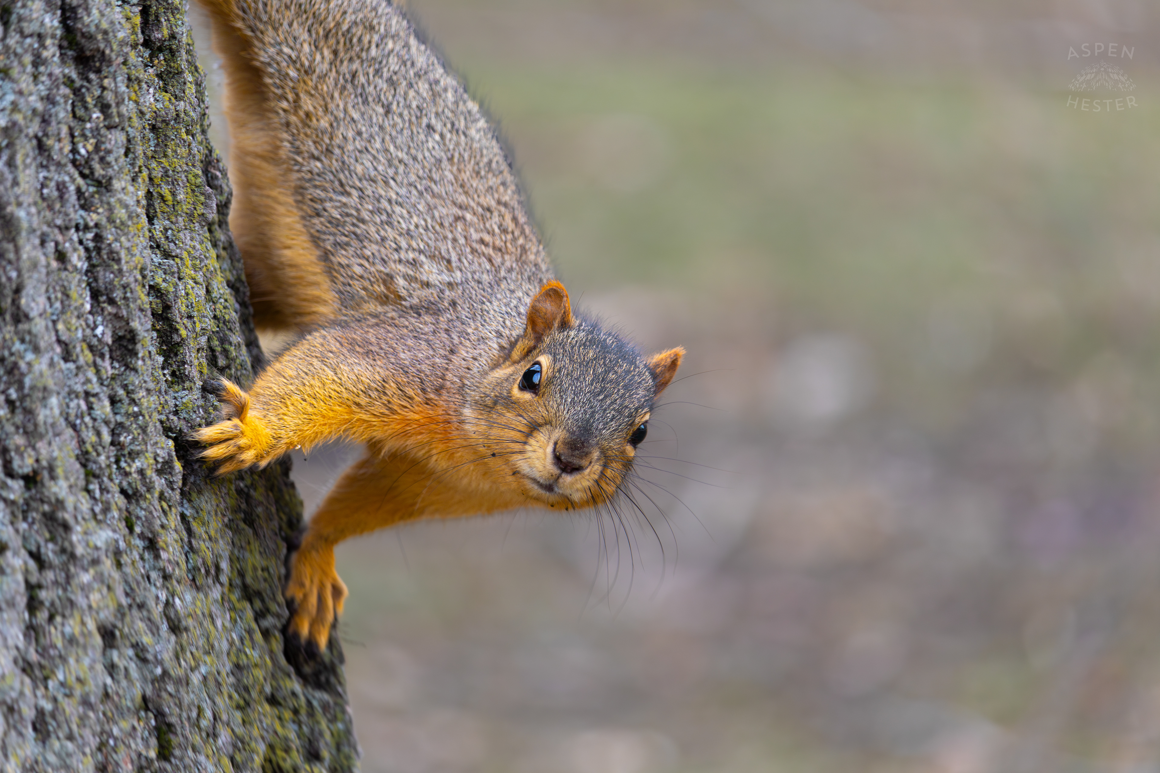 A Squirrel Climbs A Tree Outside The National Aviary in Pittsburgh Pennsylvania. February 26th, 2025/Aspen Hester