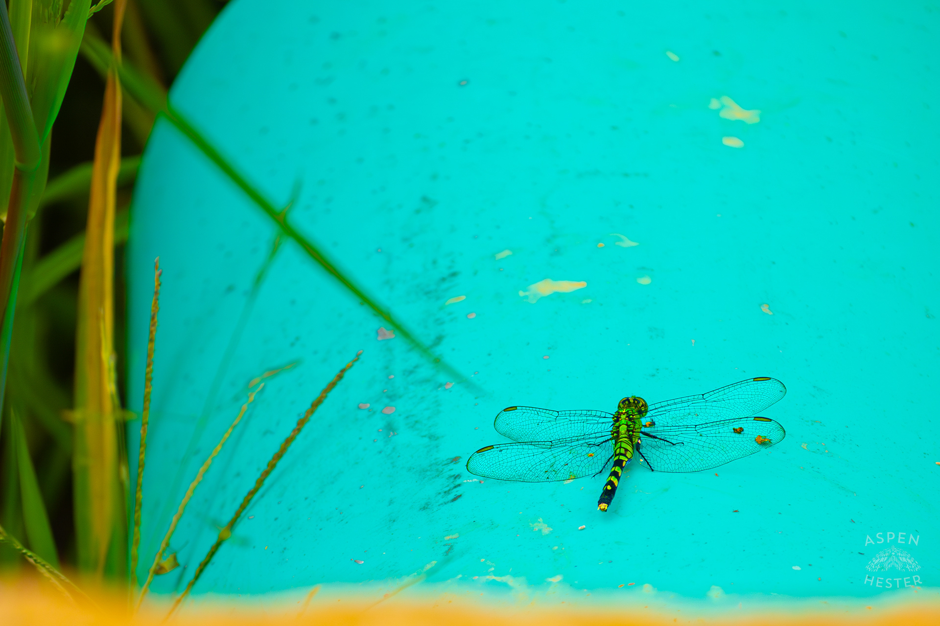 An Eastern Pondhawk Dragonfly Rests on A Pipe Flowing into Tom Wallace Lake Inside Jefferson Memorial Forest. September 3rd, 2024/Aspen Hester