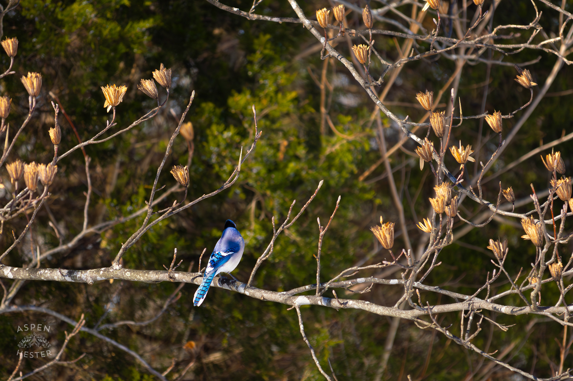 A Blue Jay Sits in A Tulip Tree in The Snowy Landscape of my Backyard. January 13th, 2025/Aspen Hester