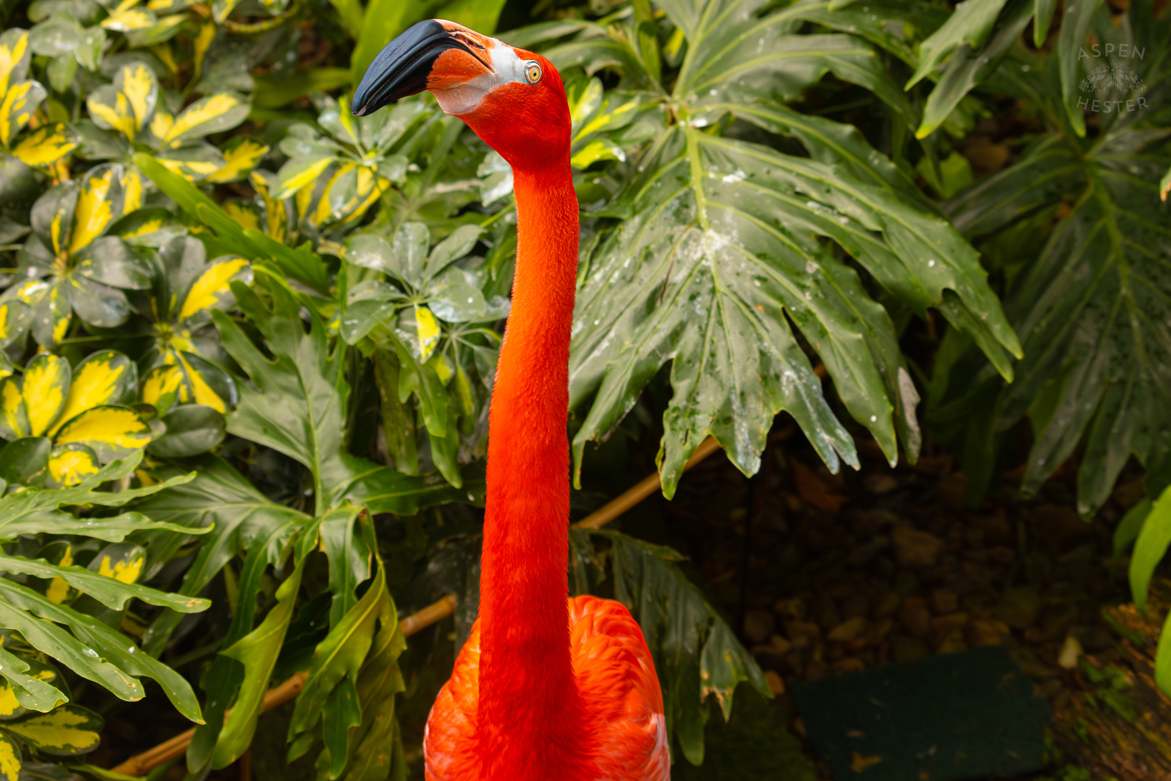 An American Flamingo Stares Down My Camera in The Wetlands Inside The National Aviary in Pittsburgh Pennsylvania. February 26th, 2025/Aspen Hester