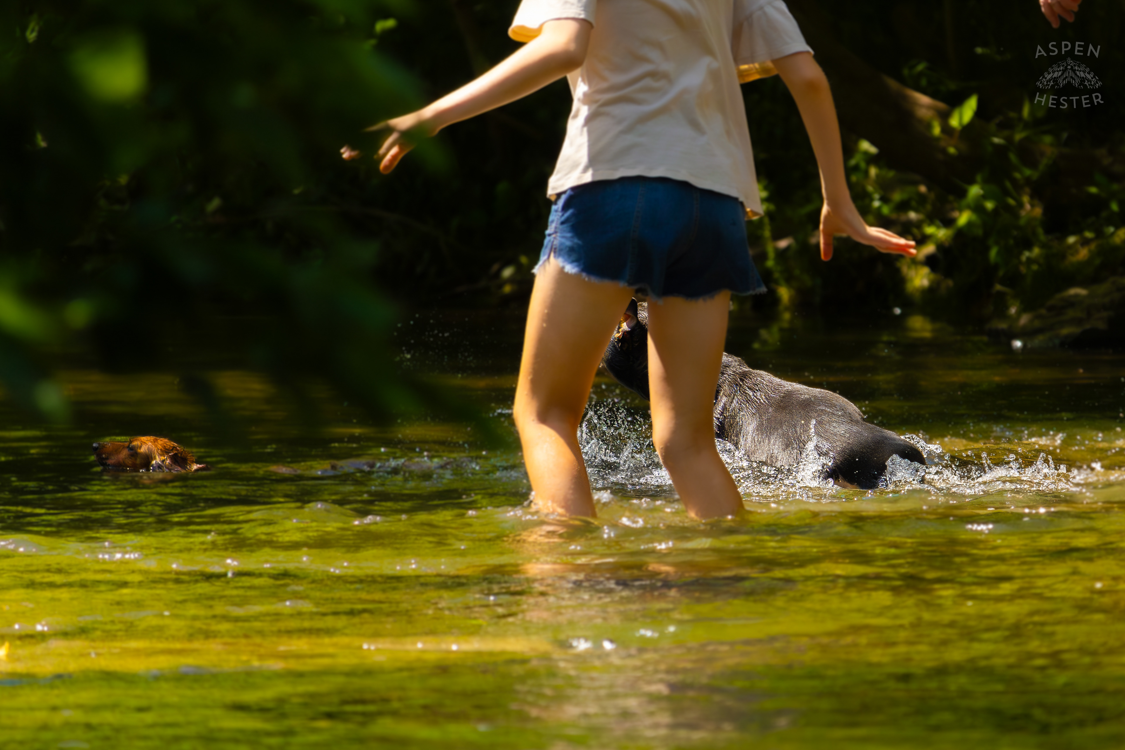A Rottweiler and A Dachshund Splash in the Waters of Middle Fork Beargrass Creek in Cherokee Park. May 28th, 2024/Aspen Hester