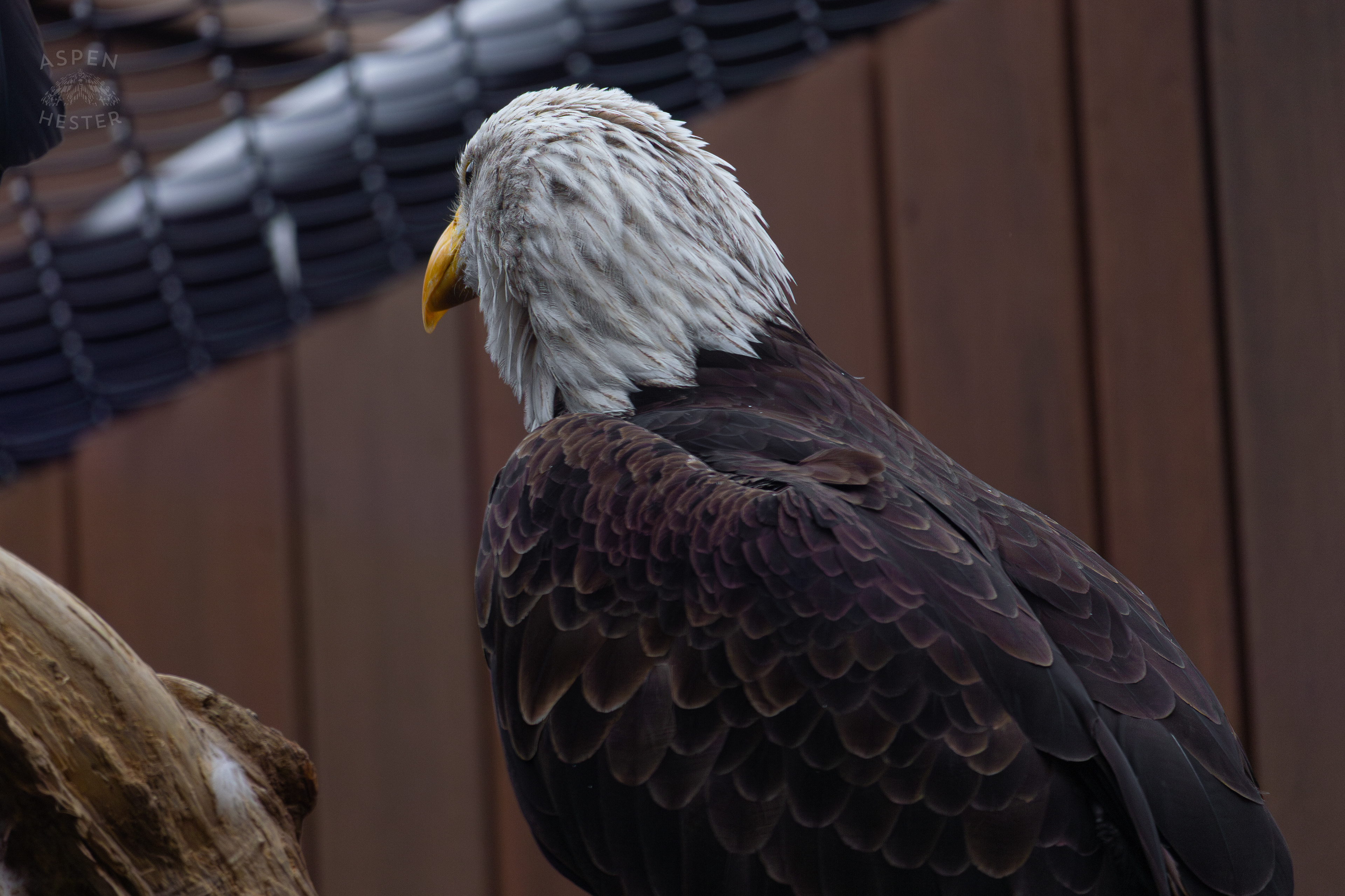 Bald Eagle Either Flinn or Independence Inside The National Aviary in Pittsburgh Pennsylvania. February 26th, 2025/Aspen Hester