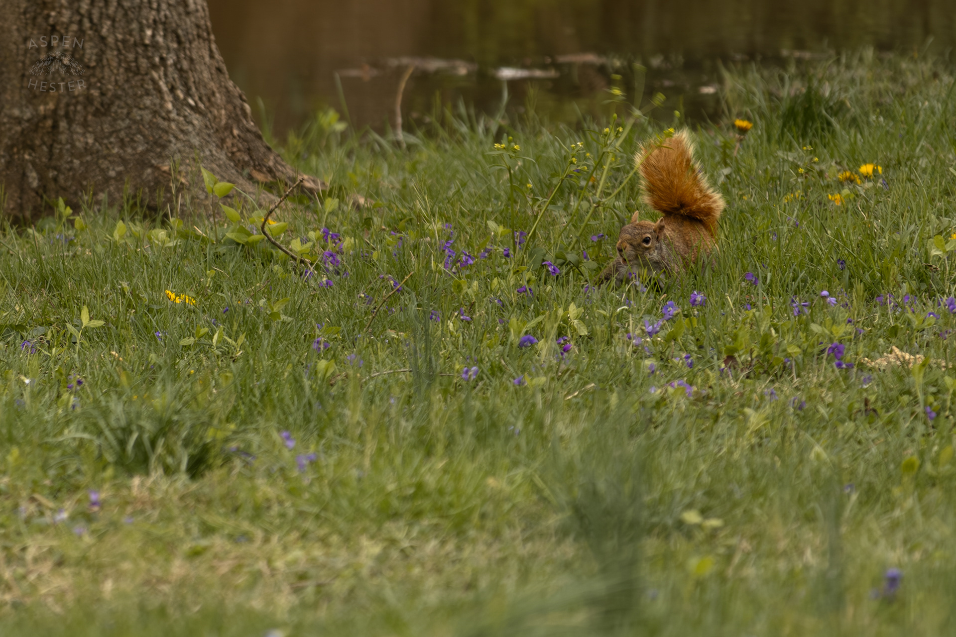 A Squirrel Finds Some Wildflowers to Nibble on Near The Edge Of The Historic Flooding in Utica Indiana. April 9th, 2025/Aspen Hester