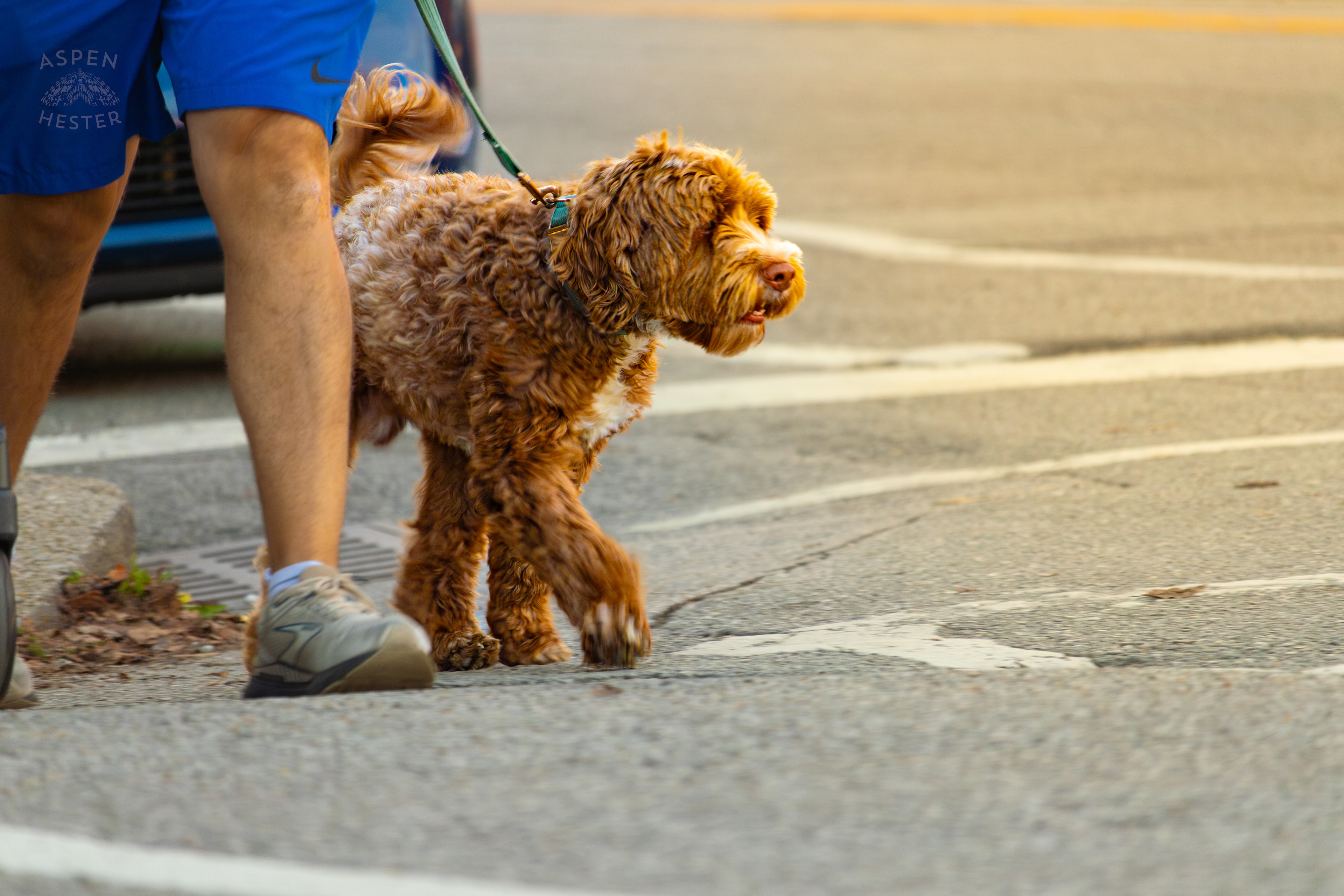 Dog Out for A Walk In Nulu on A Saturday Evening. November 14th, 2024/Aspen Hester