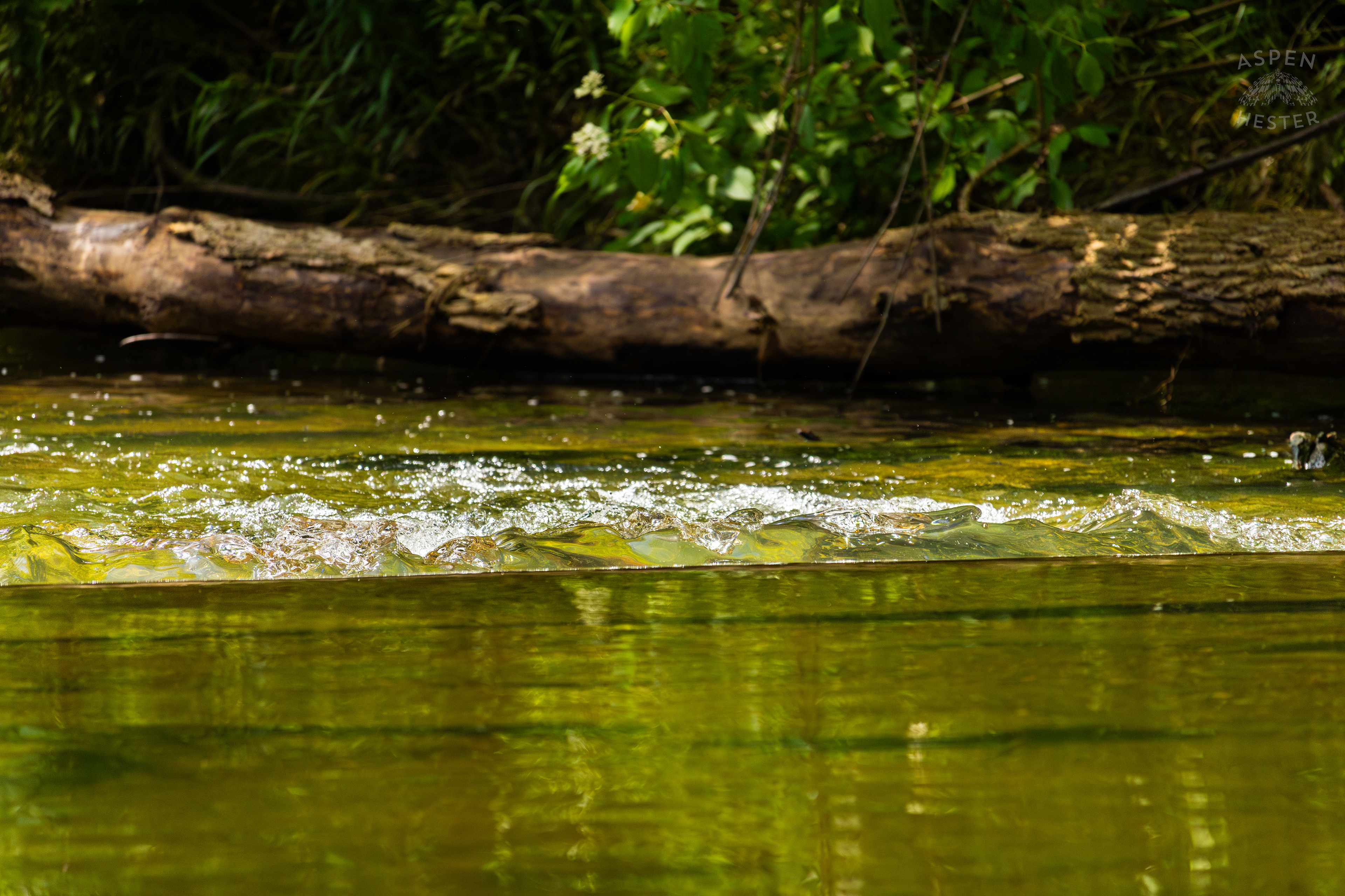 Falls of Middle Fork Beargrass Creek in Cherokee Park. May 28th, 2024/Aspen Hester