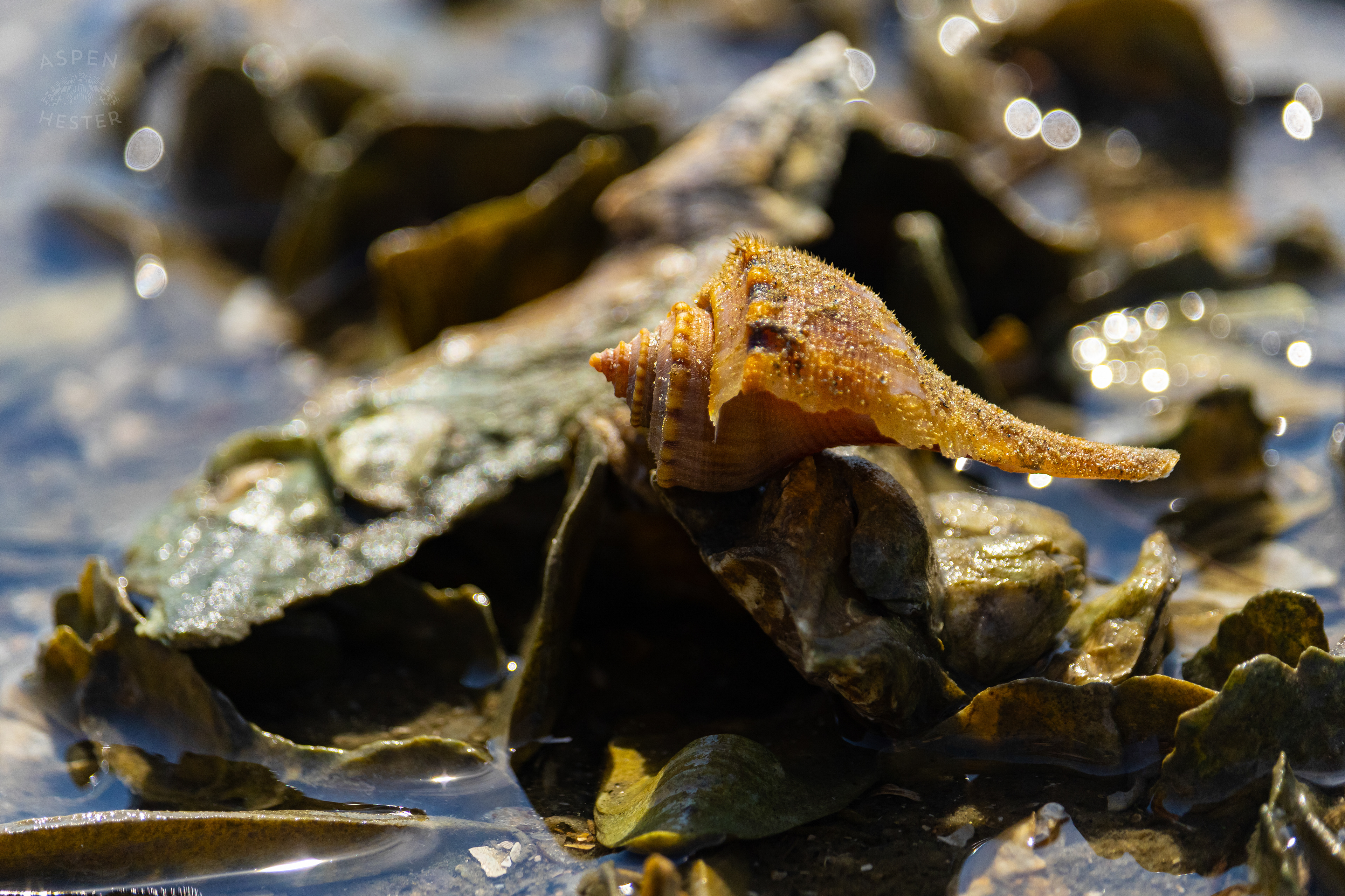 Hermit Crab on An Oyster Reef Off Tybee Island Georgia. June 25th, 2024/Aspen Hester
