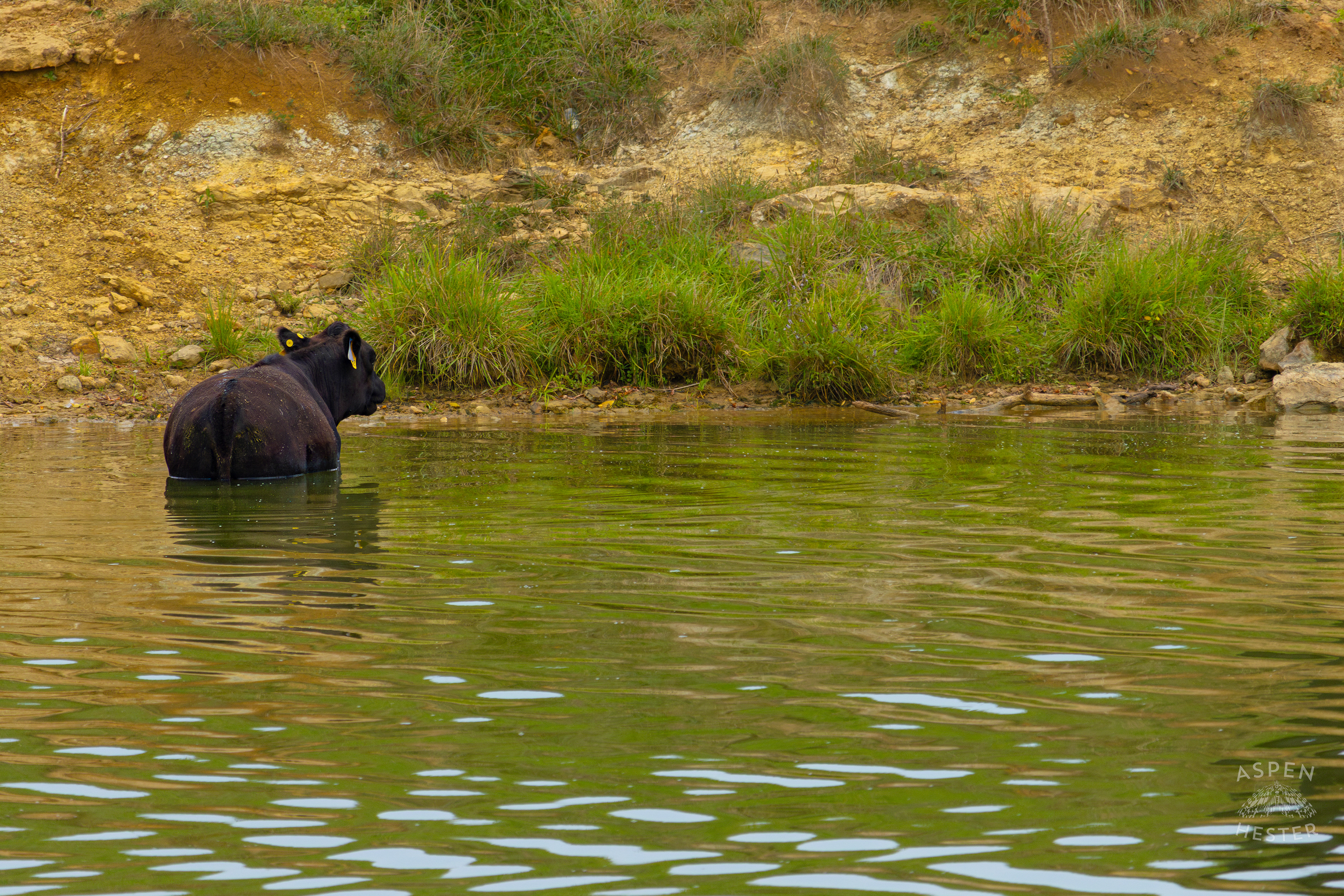 A Cow Wading in the Cool Waters of Reformatory Lake. August 12th, 2024/Aspen Hester