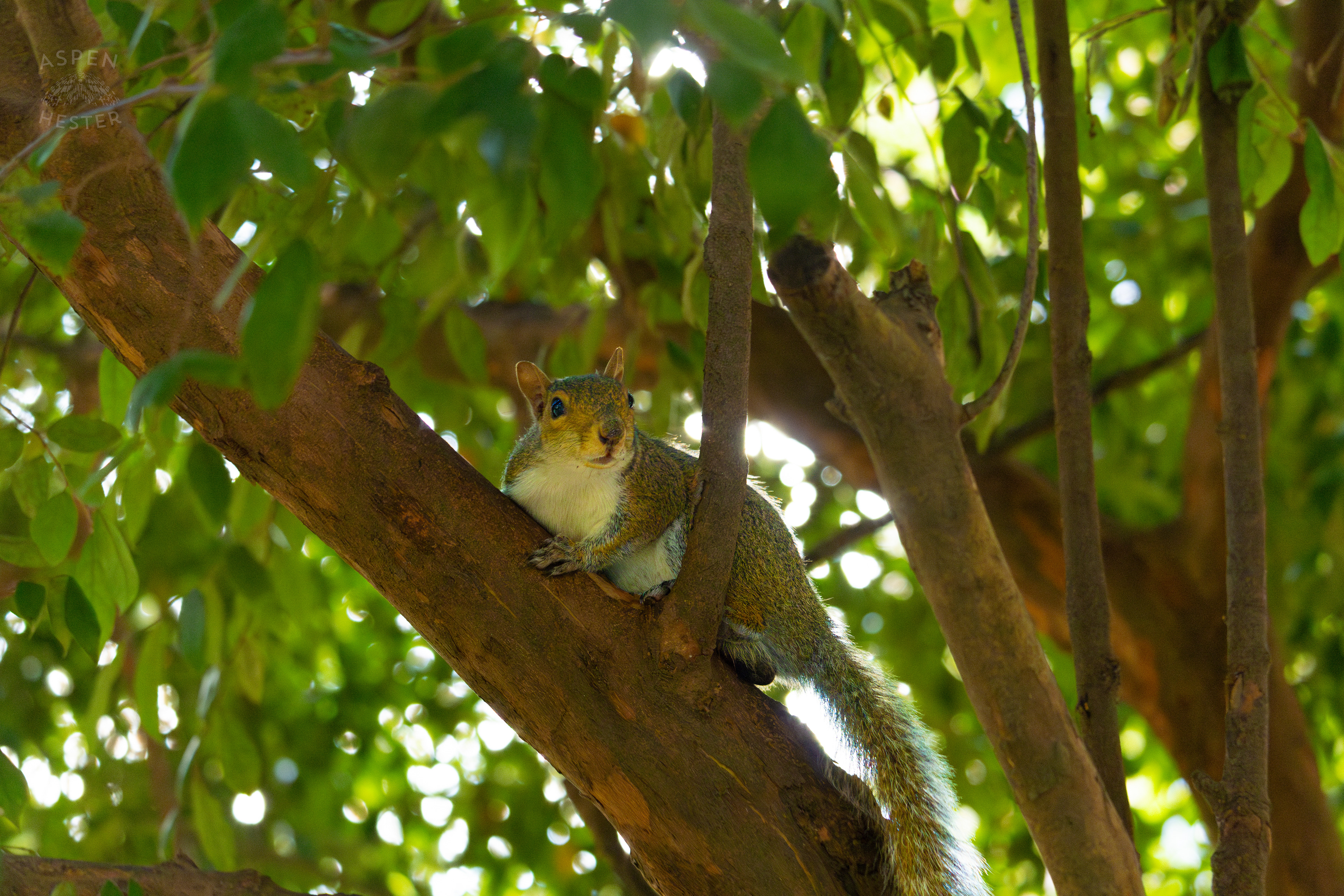 Squirrel In Savannah Georgia's Reynolds Square. June 24th, 2024/Aspen Hester