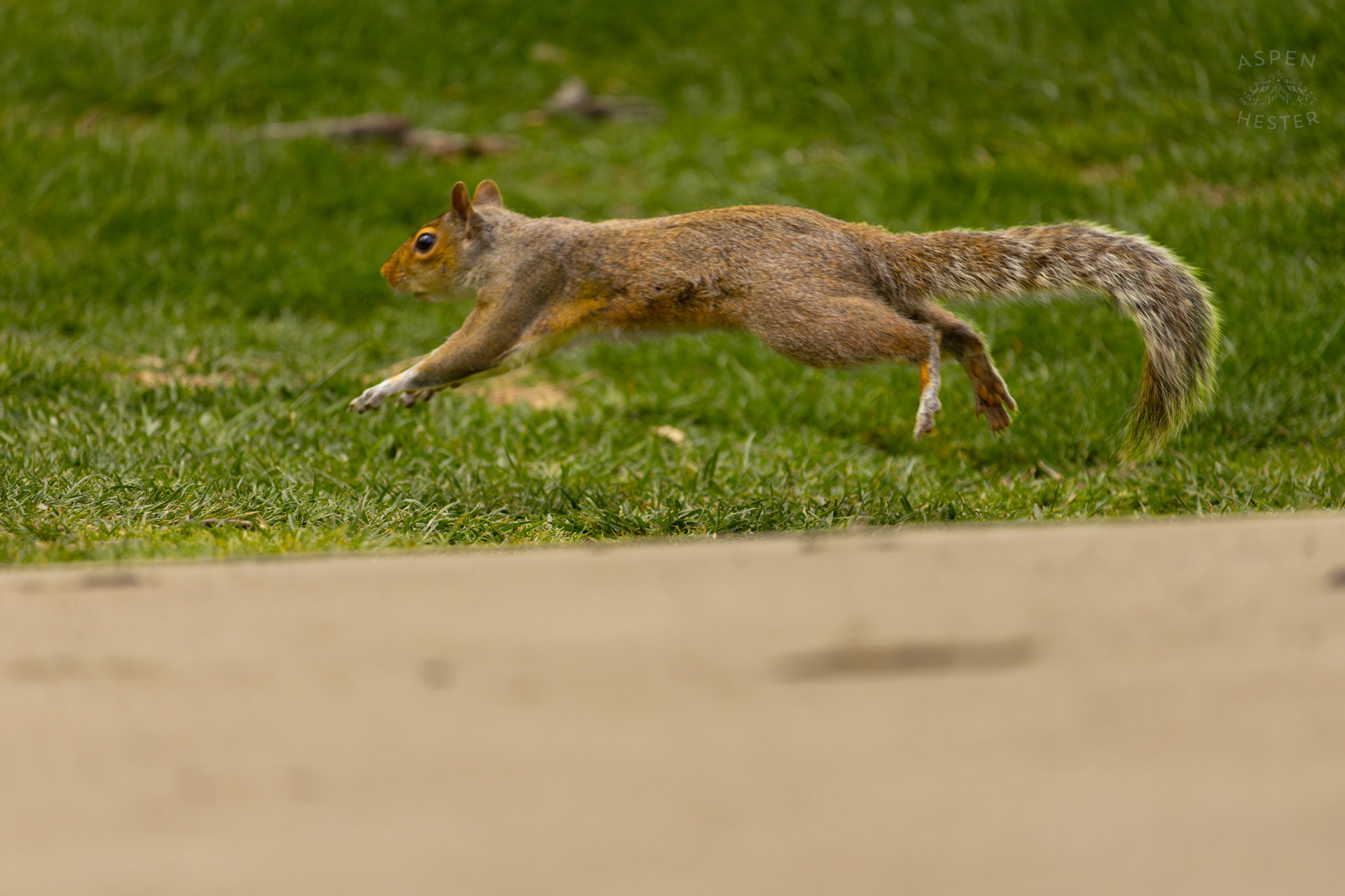 A Squirrel Runs Away From Birds in Brown Park. April 14th, 2025/Aspen Hester