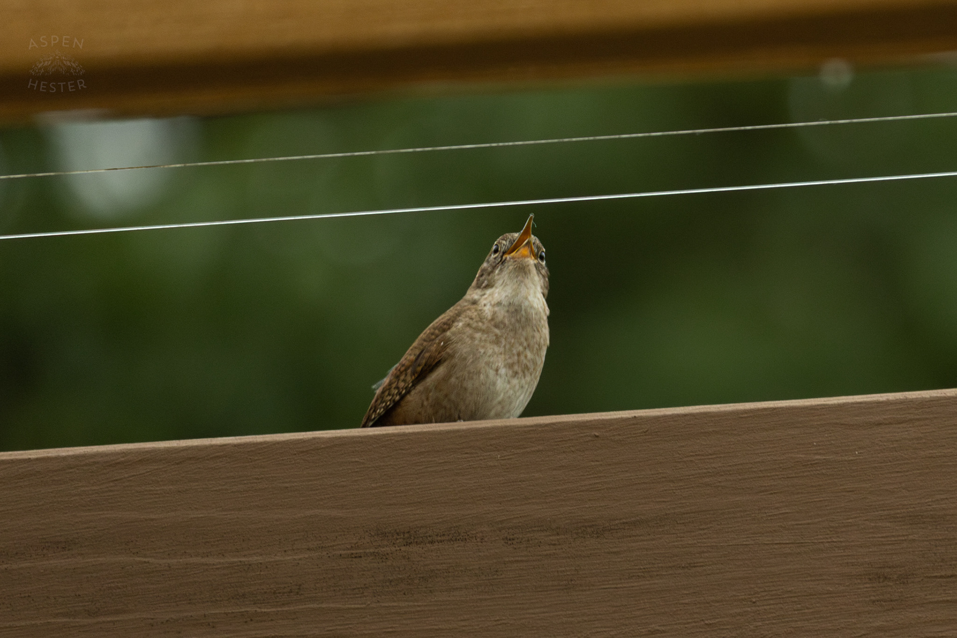 One of A Pair of Northern House Wrens That Lives in My Bird House Singing. May 27th, 2025/Aspen Hester