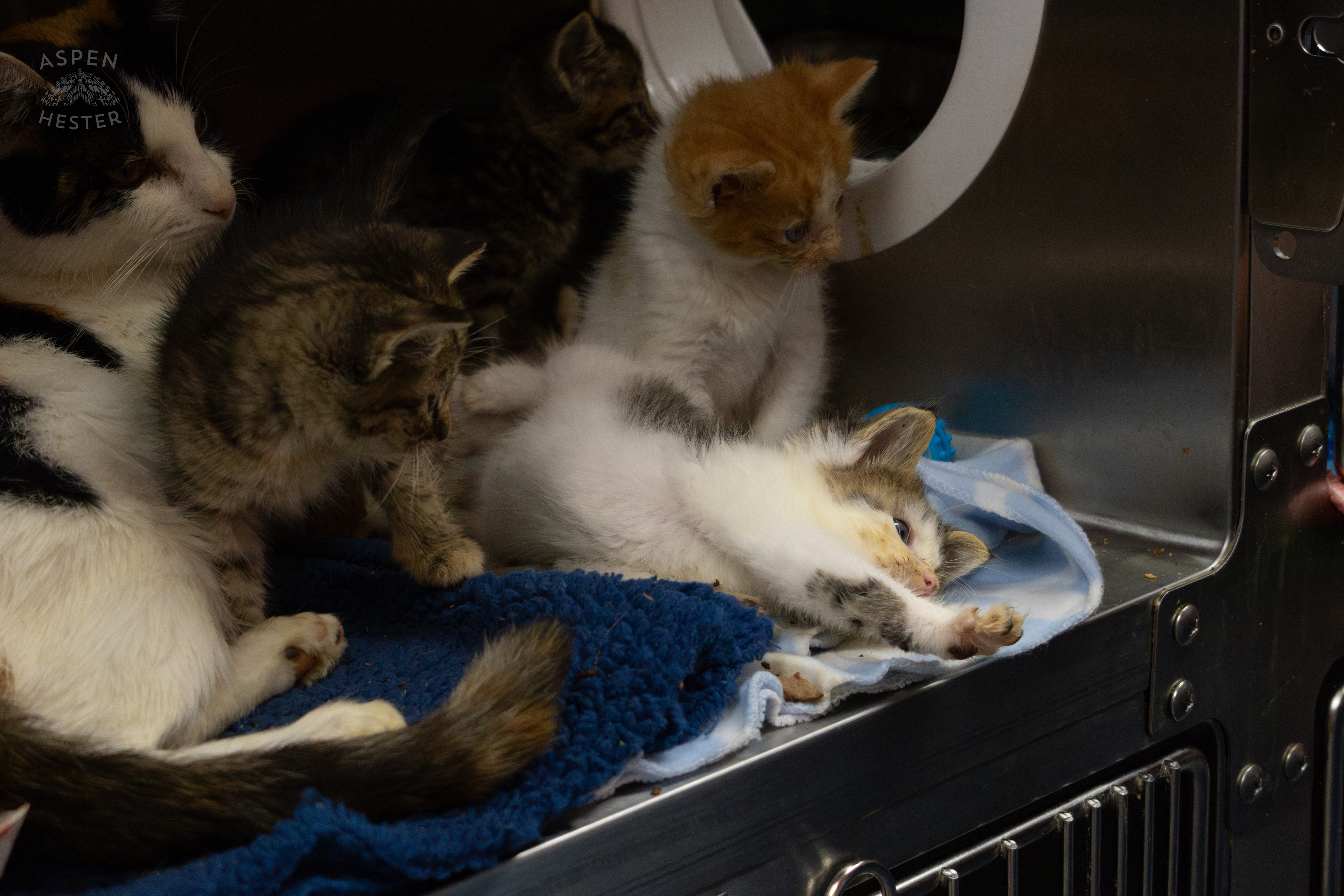 A Mother Cat and Her Kittens During A Telethon that Raised $8000+ for Louisville Metro Animal Services. August 28th, 2024/Aspen Hester