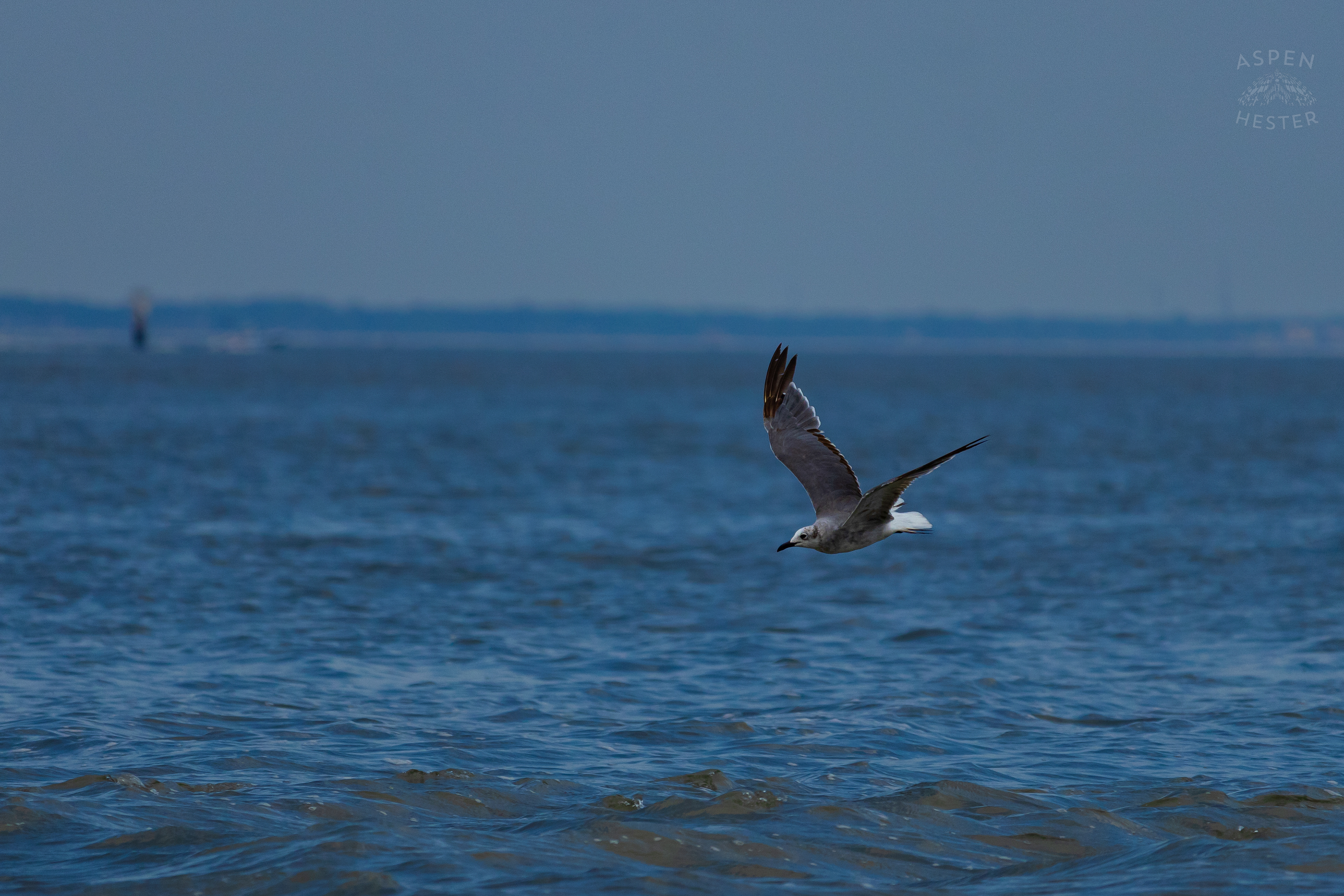 Seagull Flying On Tybee Island Georgia. June 24th, 2024/Aspen Hester