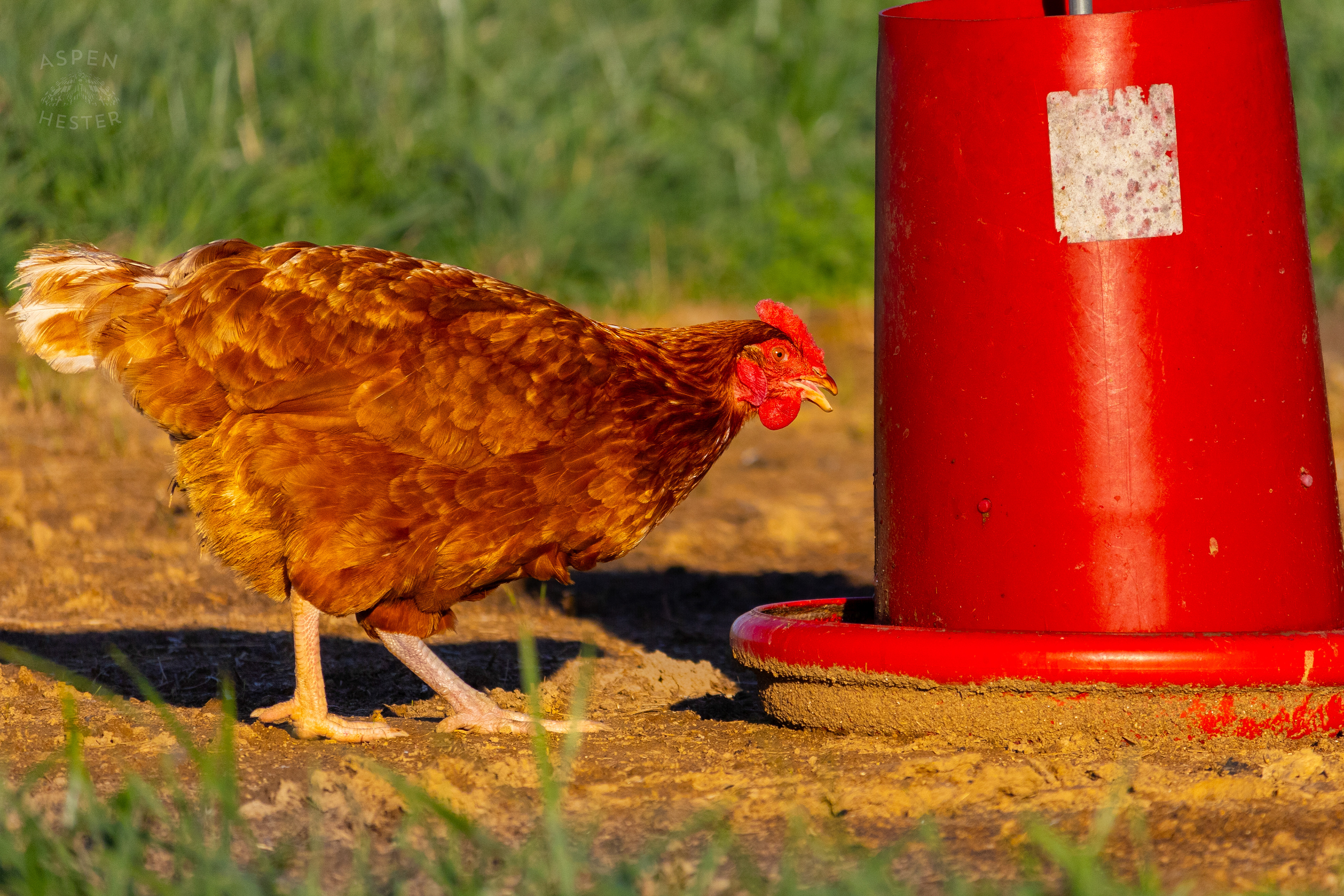 A Chicken Pecking About on Skinner Farms Thanksgiving Turkey Pick Up Day. November 24th, 2024/Aspen Hester