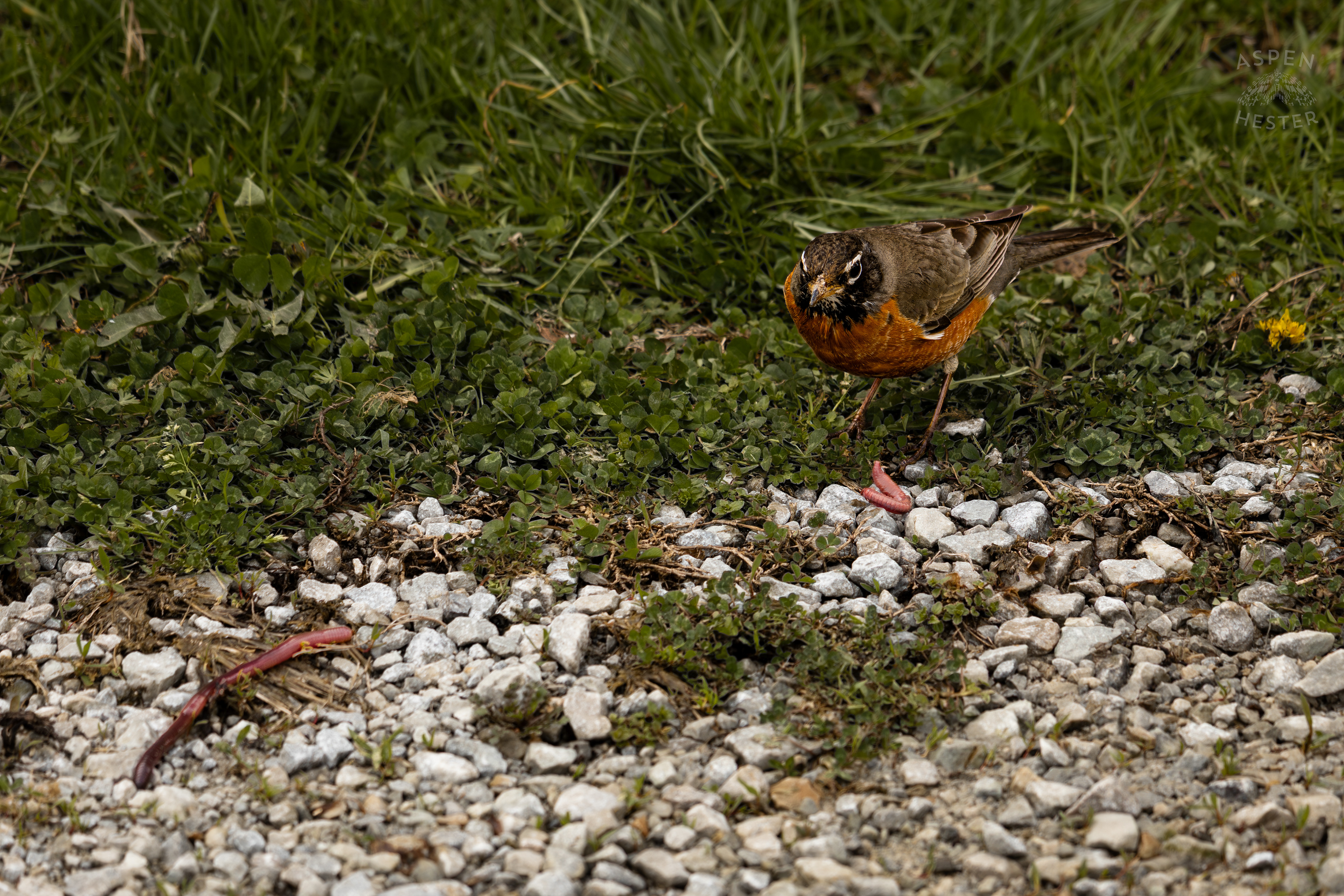 A Robin Eats Worms On The Edge of The Historic Flood Waters in Utica Indiana. April 9th, 2025/Aspen Hester