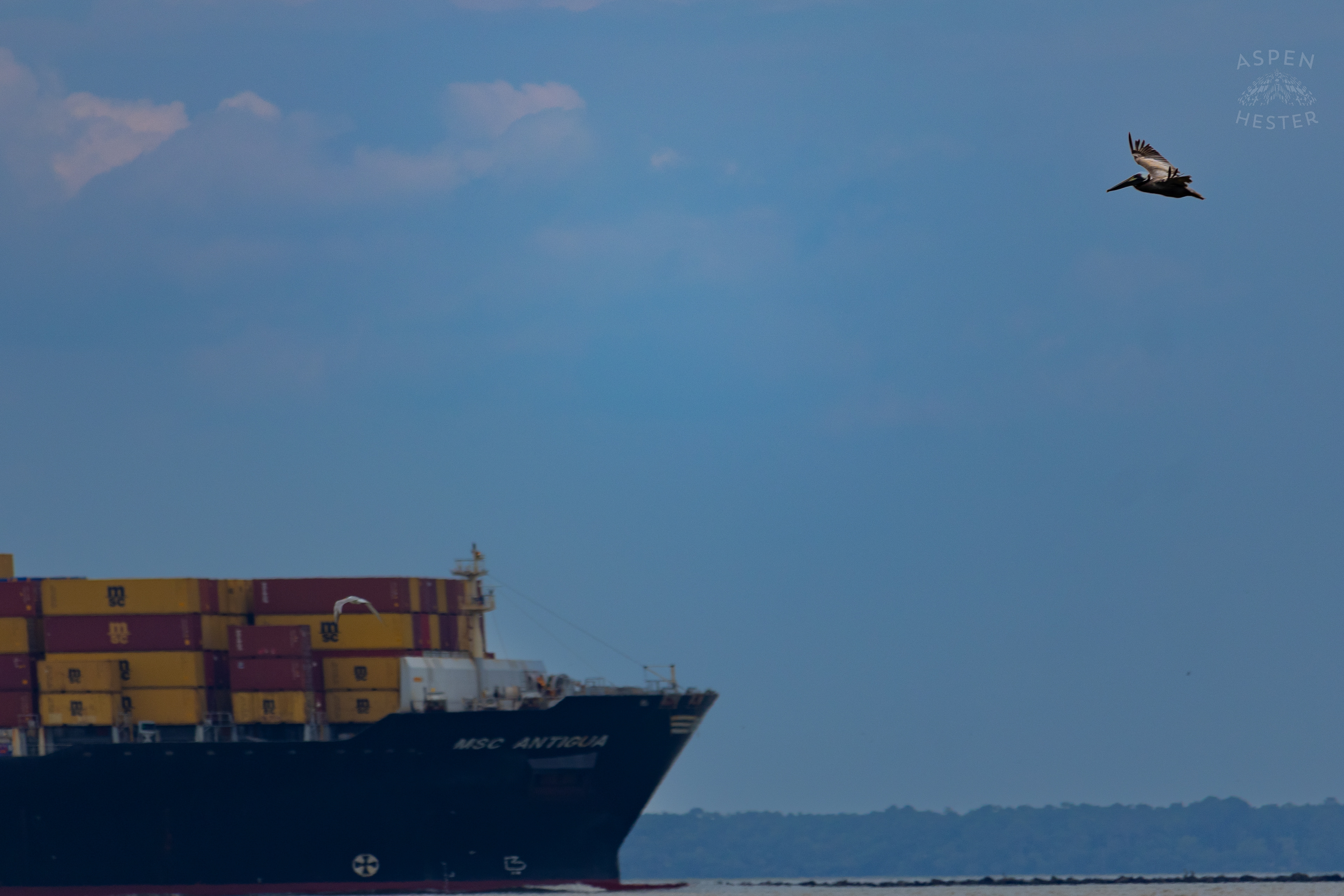 Sea Bird Diving Into The Water of Tybee Island Georgia. June 24th, 2024/Aspen Hester