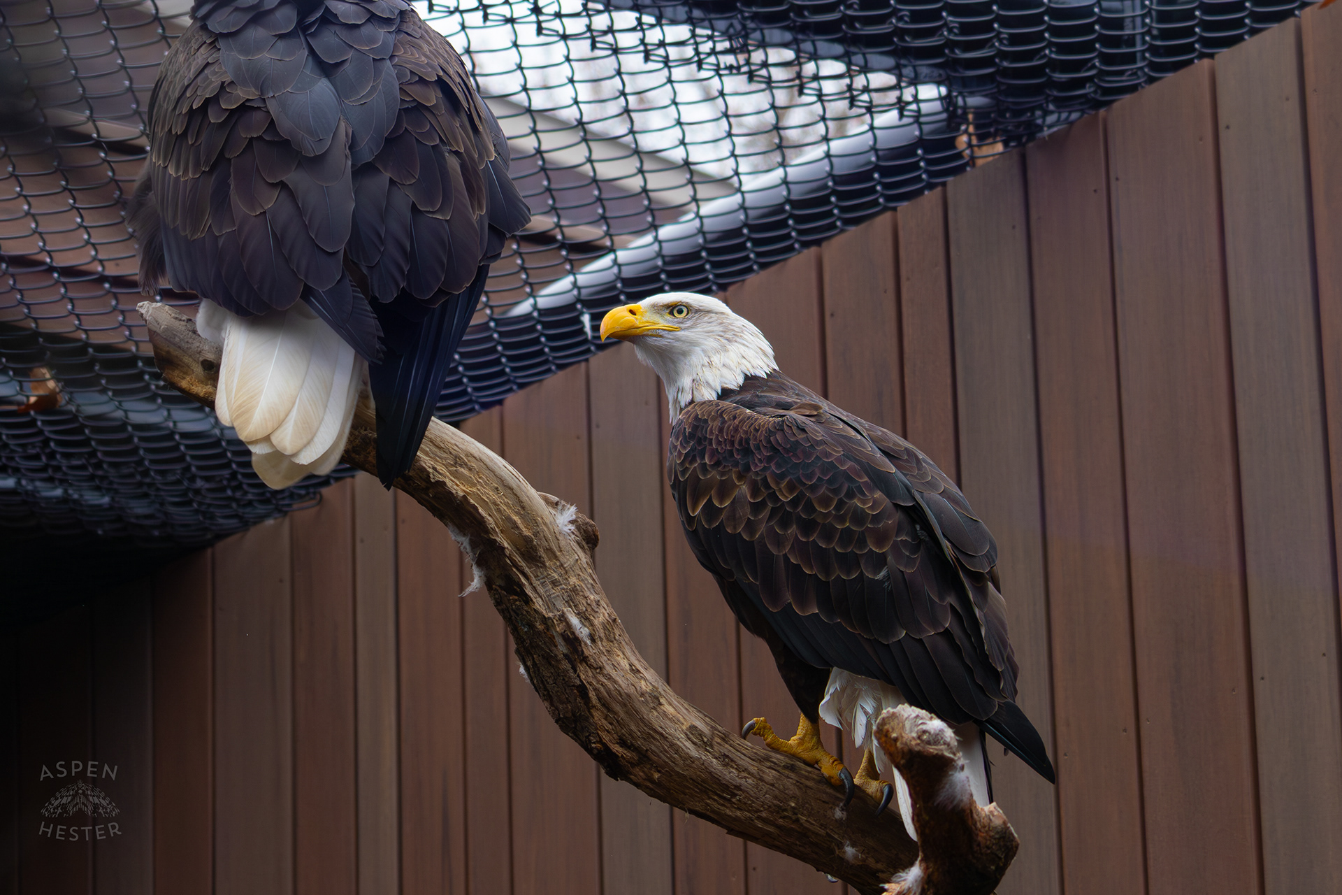 Bald Eagles Flinn and Independence Inside The National Aviary in Pittsburgh Pennsylvania. February 26th, 2025/Aspen Hester